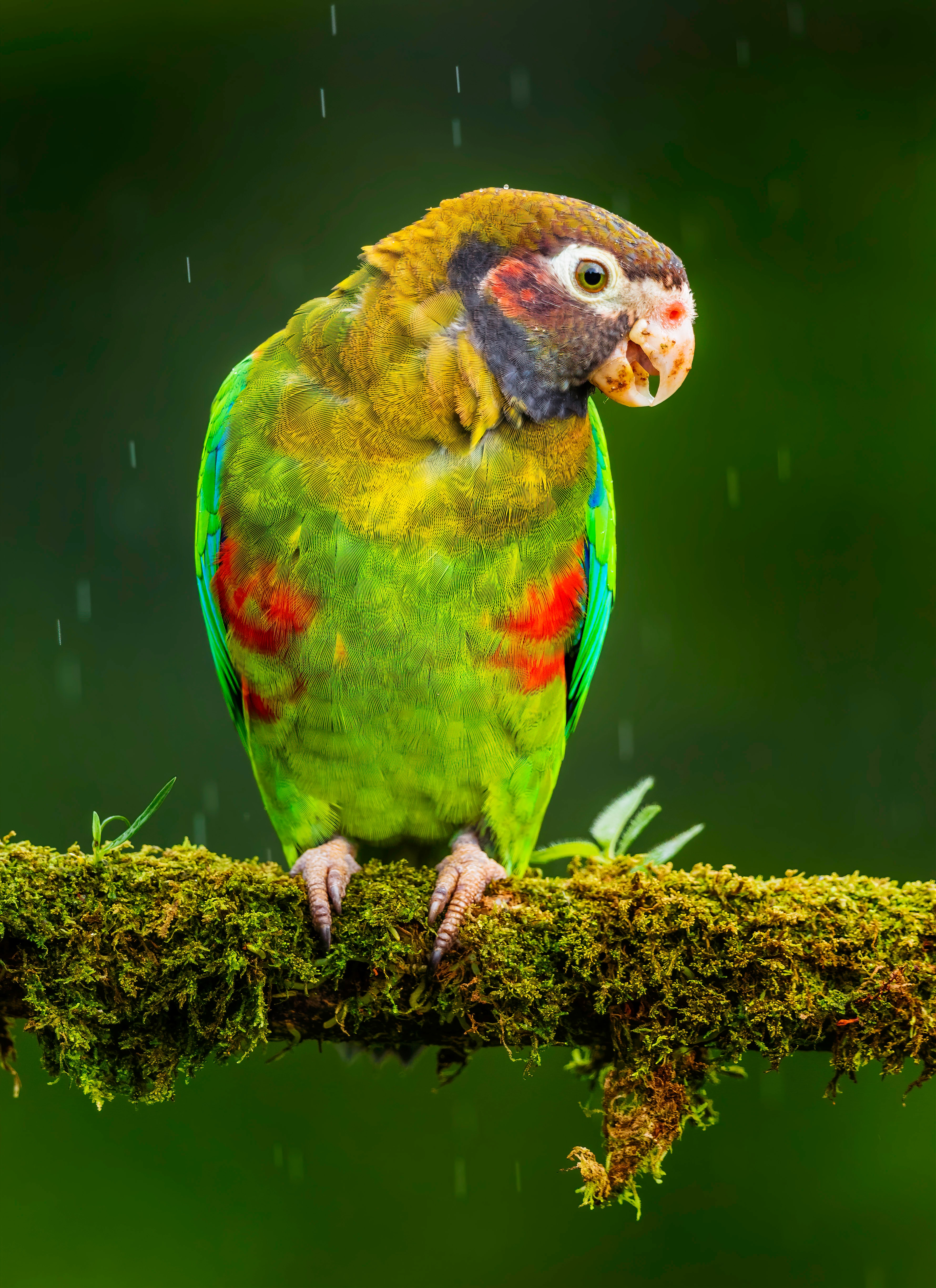 Descarga gratis la imagen Animales, Brillante, Pájaro, Guacamayo, Loros en el escritorio de tu PC