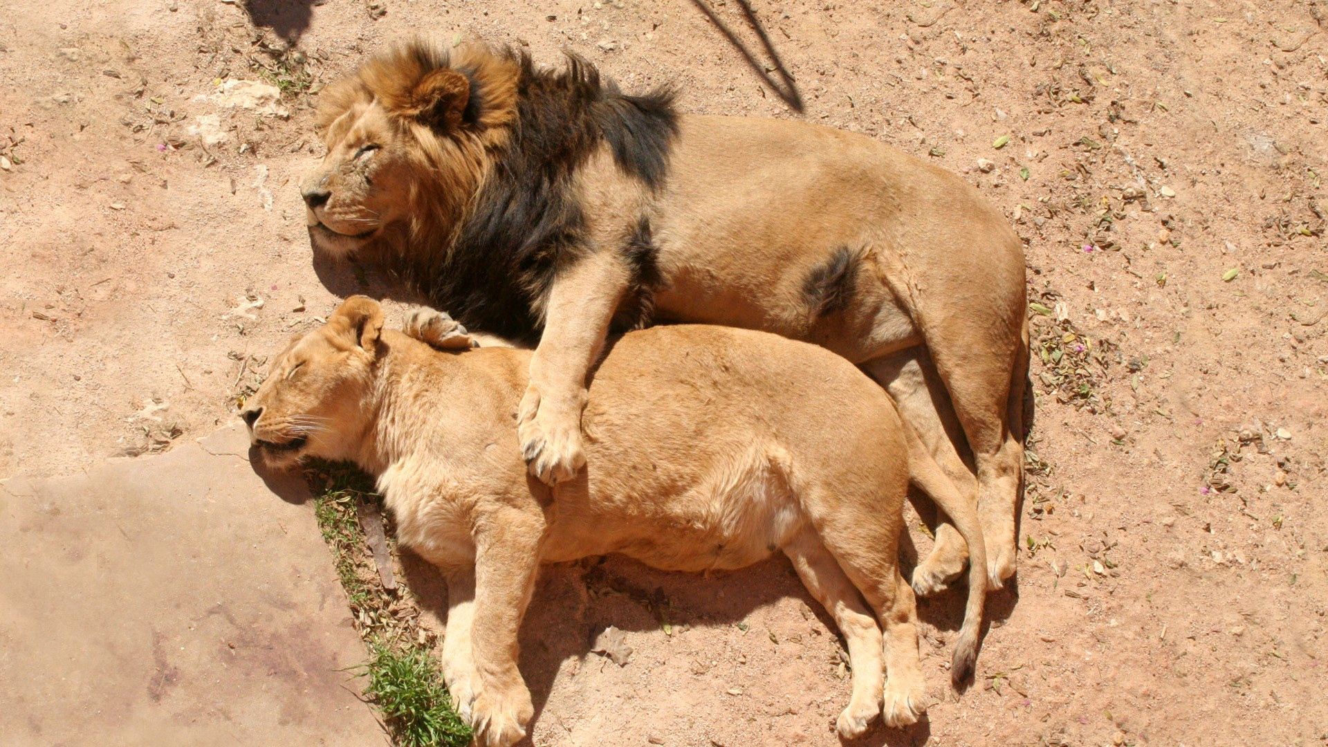 dream, animals, lions, couple, pair, to lie down, lie, lion, lioness, sleep 4K