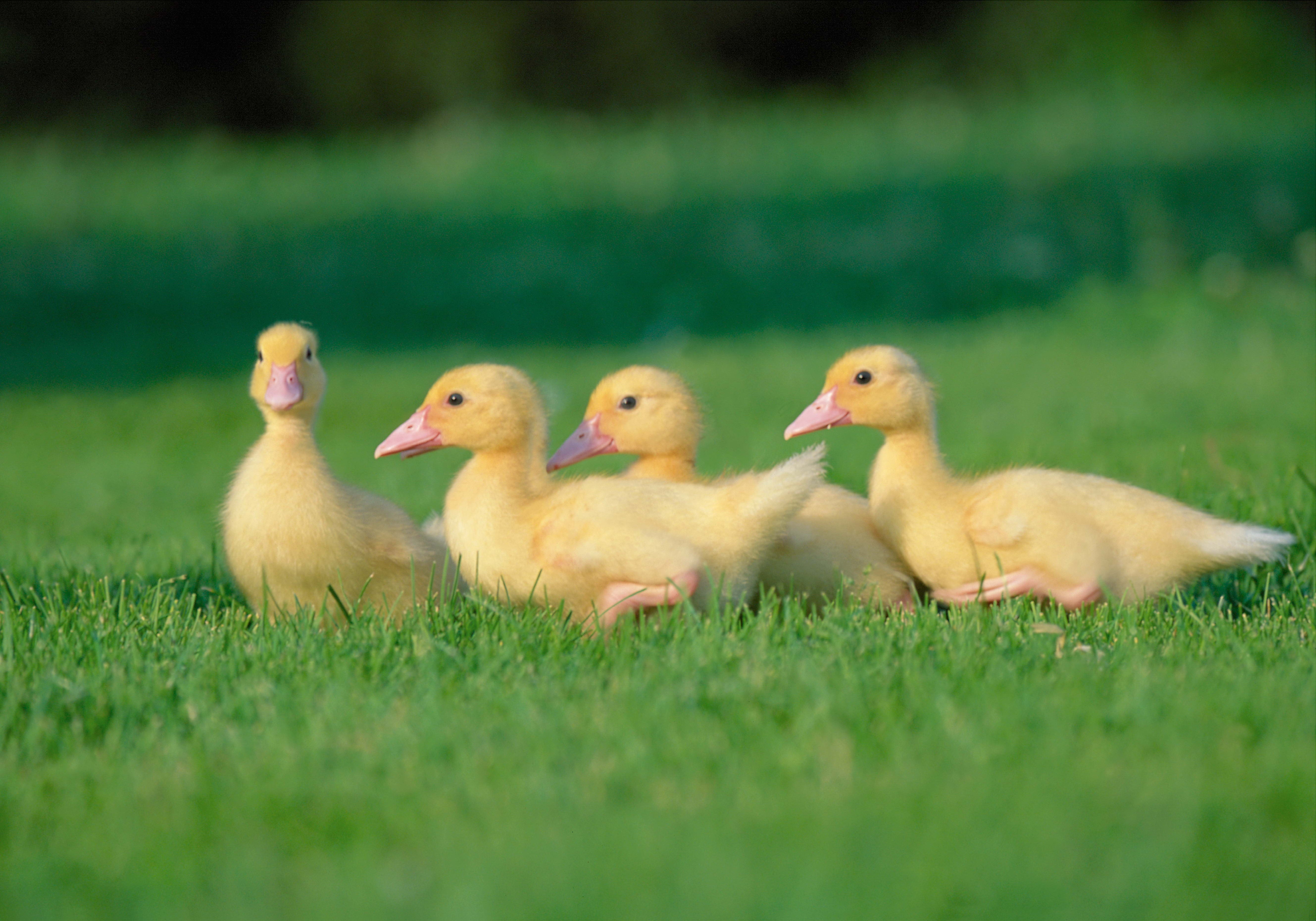 chicks, animals, geese, grass Full HD