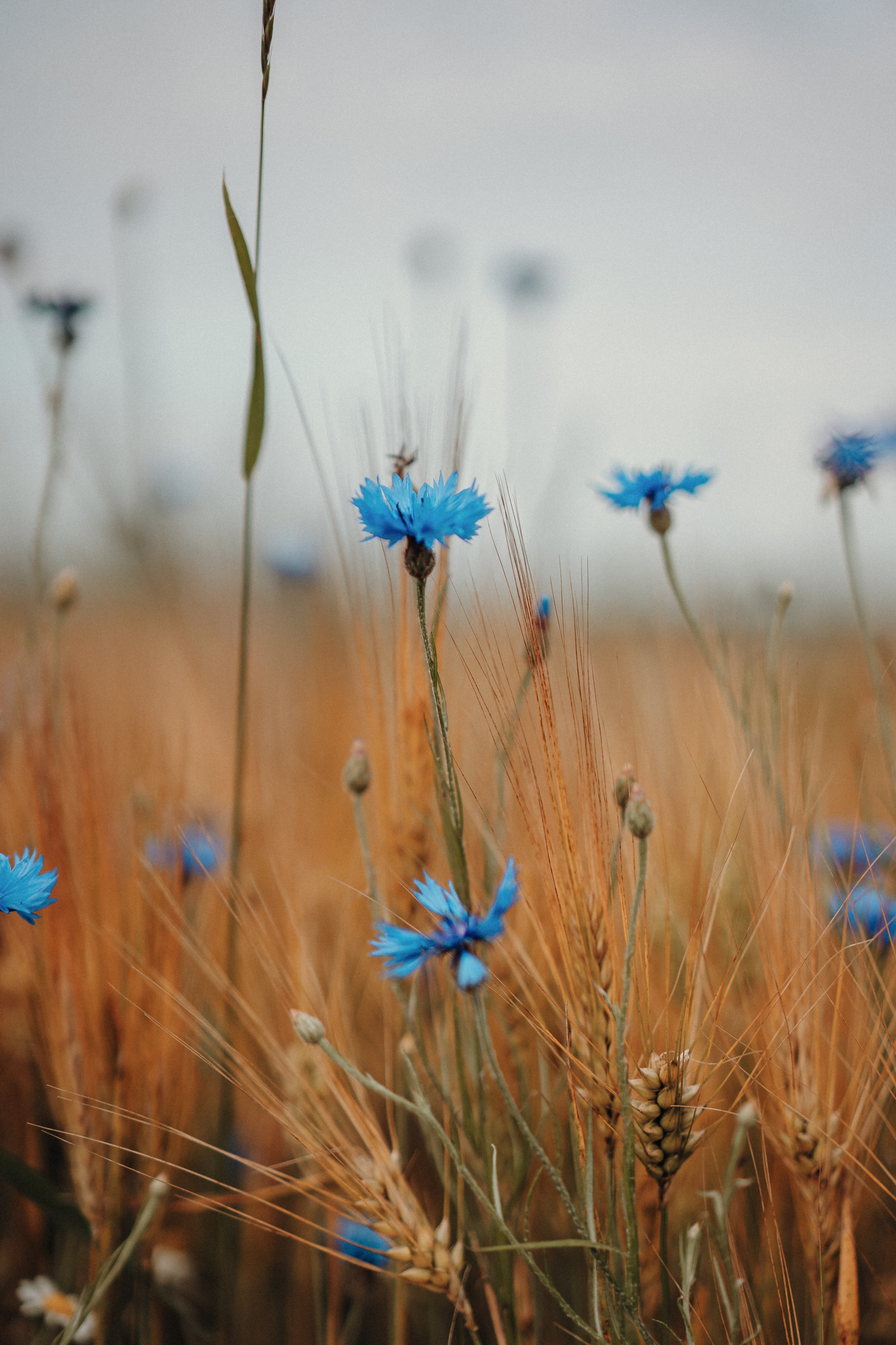 wildflowers, flowers, cornflower, field, ears, spikes 1080p