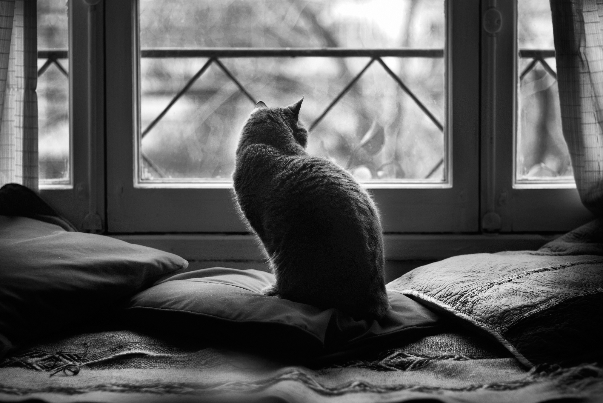 animals, dark, sit, cat, cushions, pillows Full HD