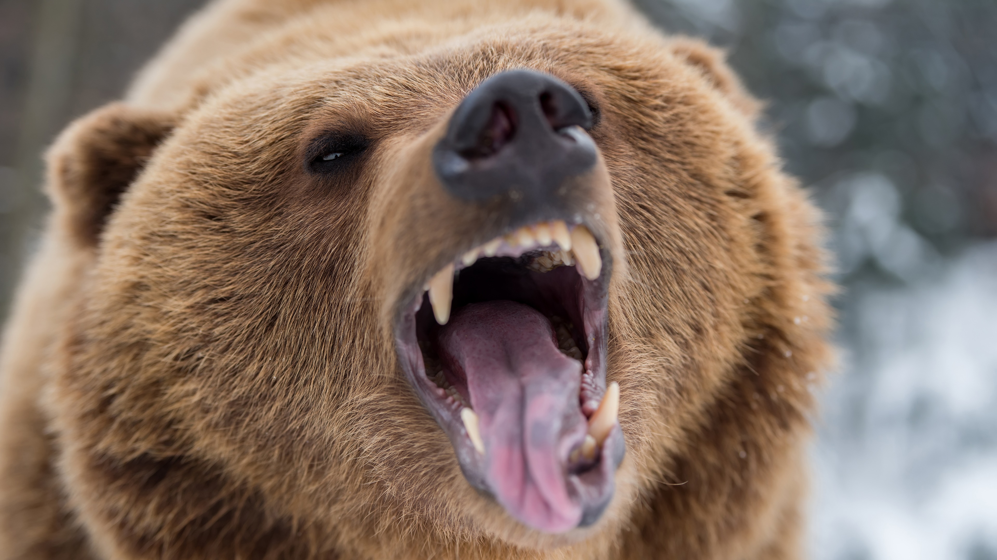 Desktop FHD animal, grizzly bear, grizzly, roar, bears