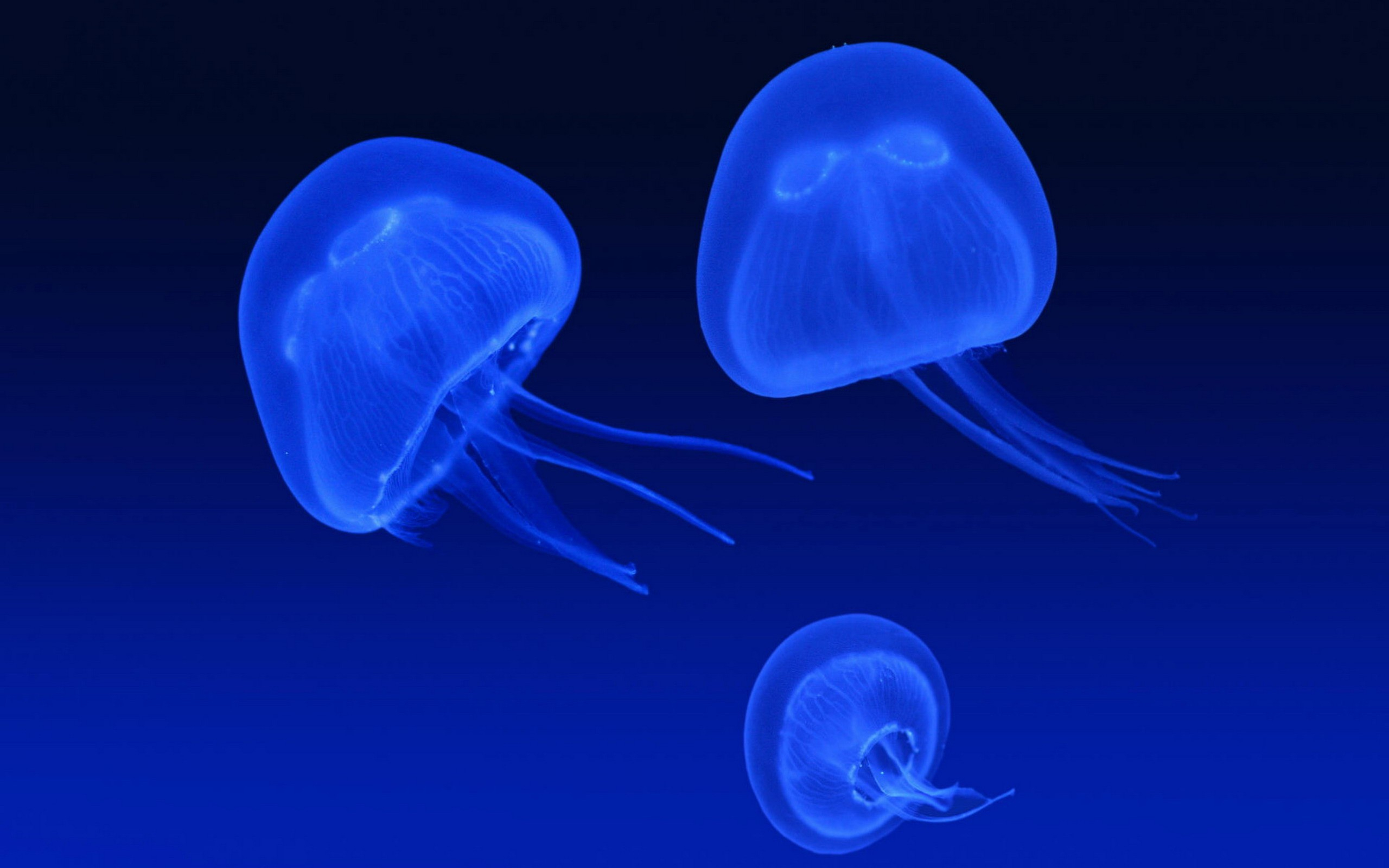 Средневодная медуза