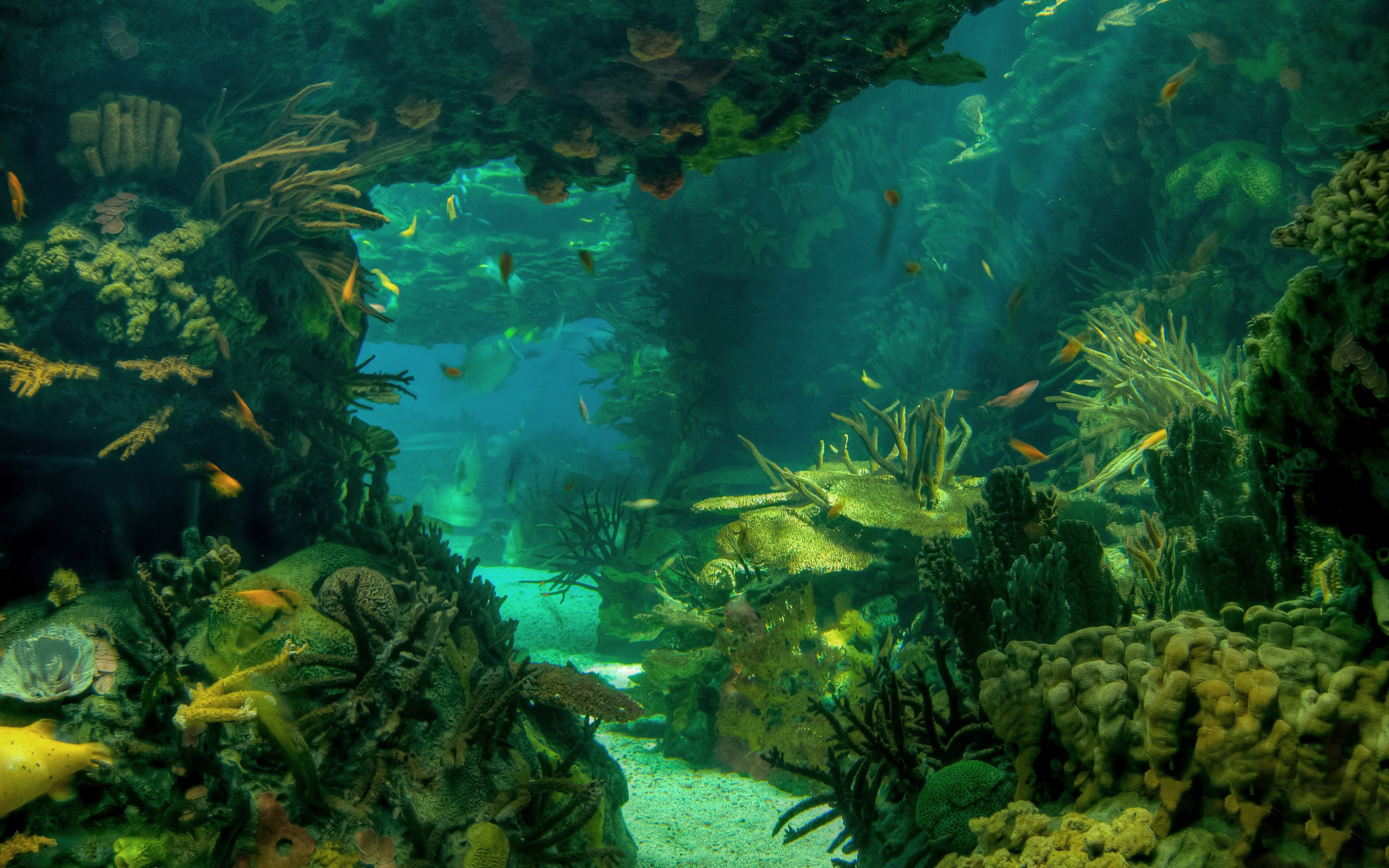 636000 Bild herunterladen meeresboden, unterwasser, erde/natur - Hintergrundbilder und Bildschirmschoner kostenlos