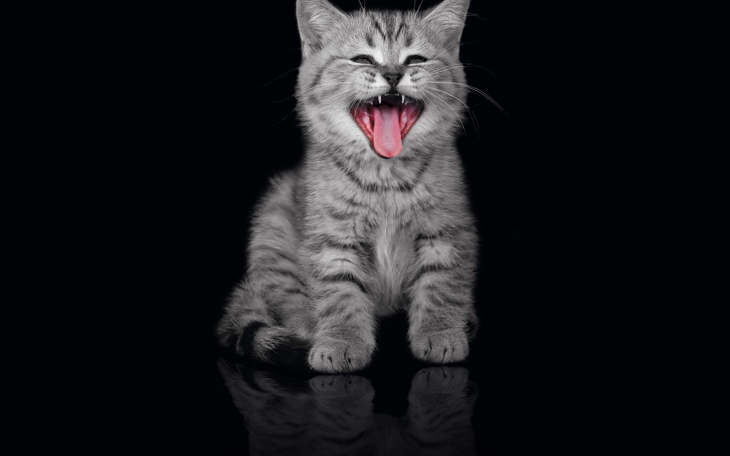Desktop FHD kitty, animals, kitten, muzzle, dark background, to yawn, yawn