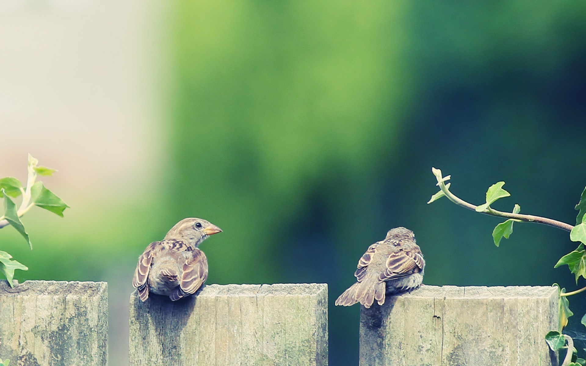 animal, sparrow, birds wallpapers for tablet
