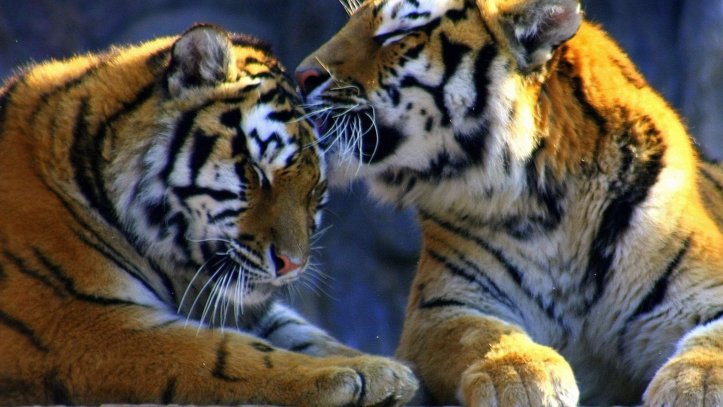 Тигры пара