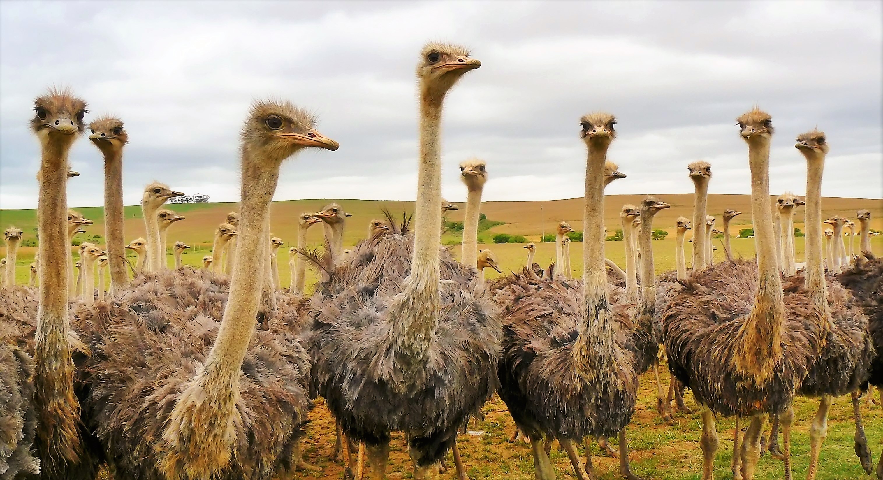 ostrich, animal, bird, birds