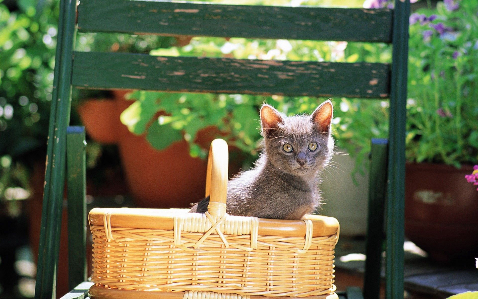 Download background animals, sit, cat, kitty, kitten, color, basket