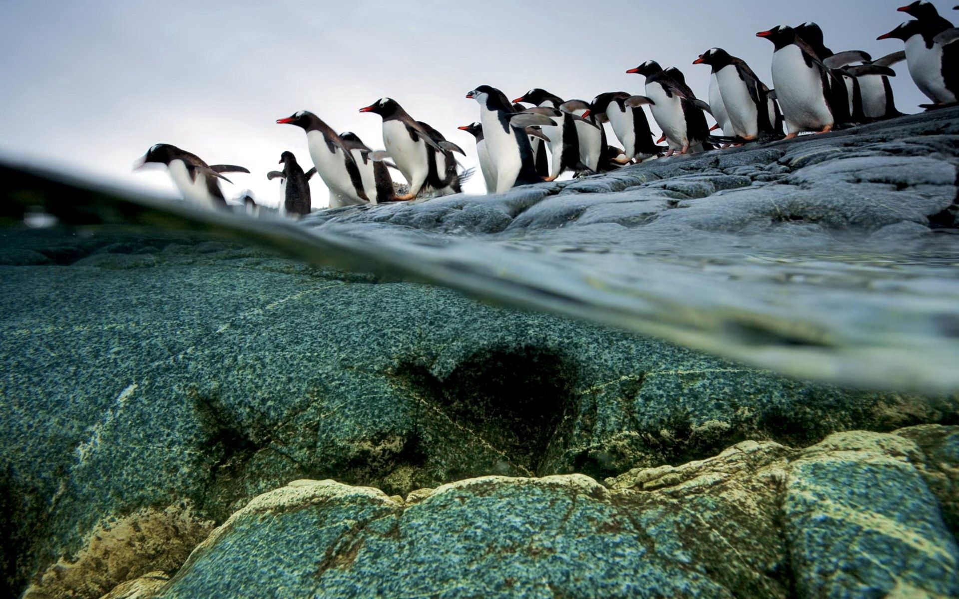 PCデスクトップに動物, ストーンズ, フライト, 水, 逃走, 群れ, ペンギン画像を無料でダウンロード