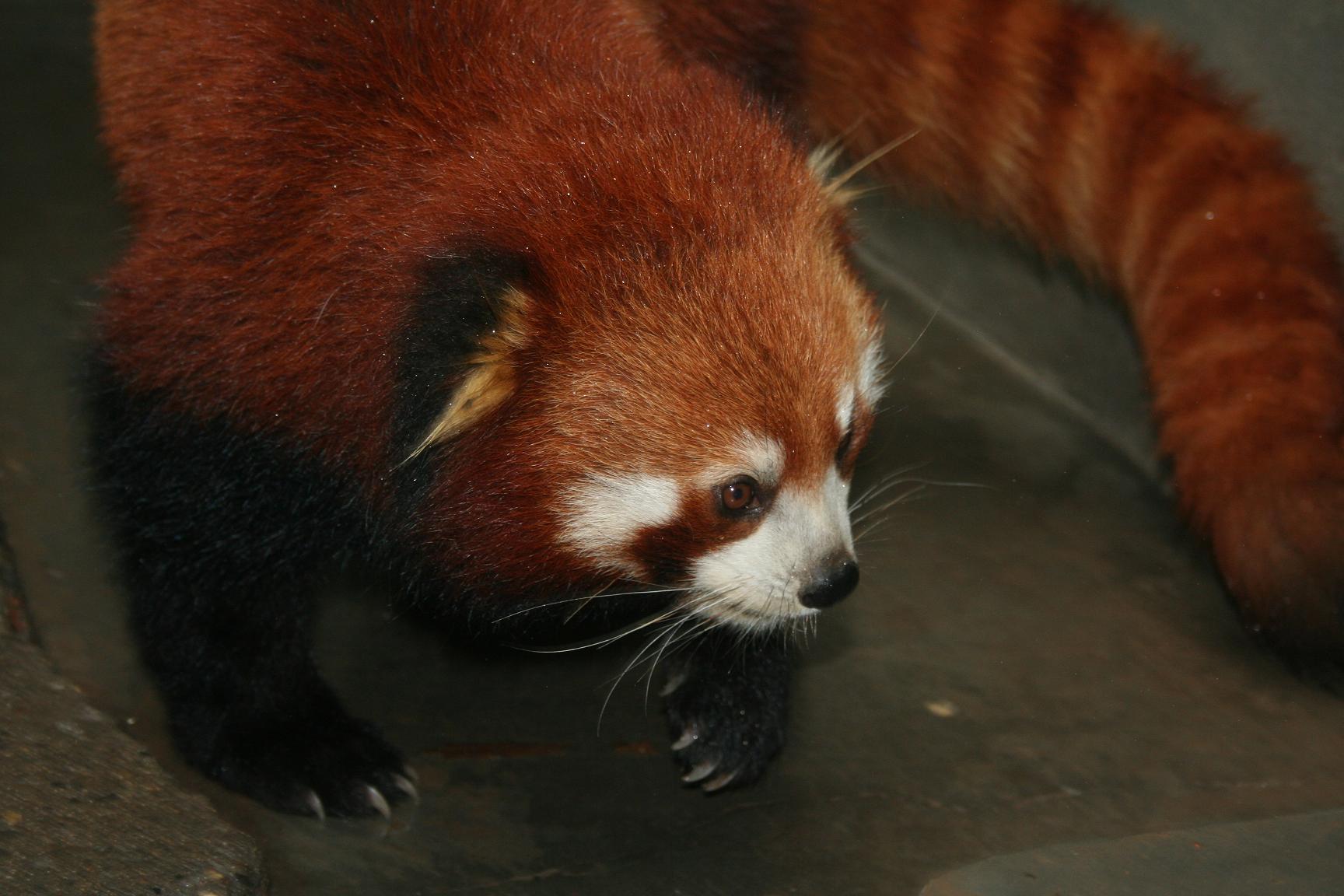 Красная Панда вымирающий вид
