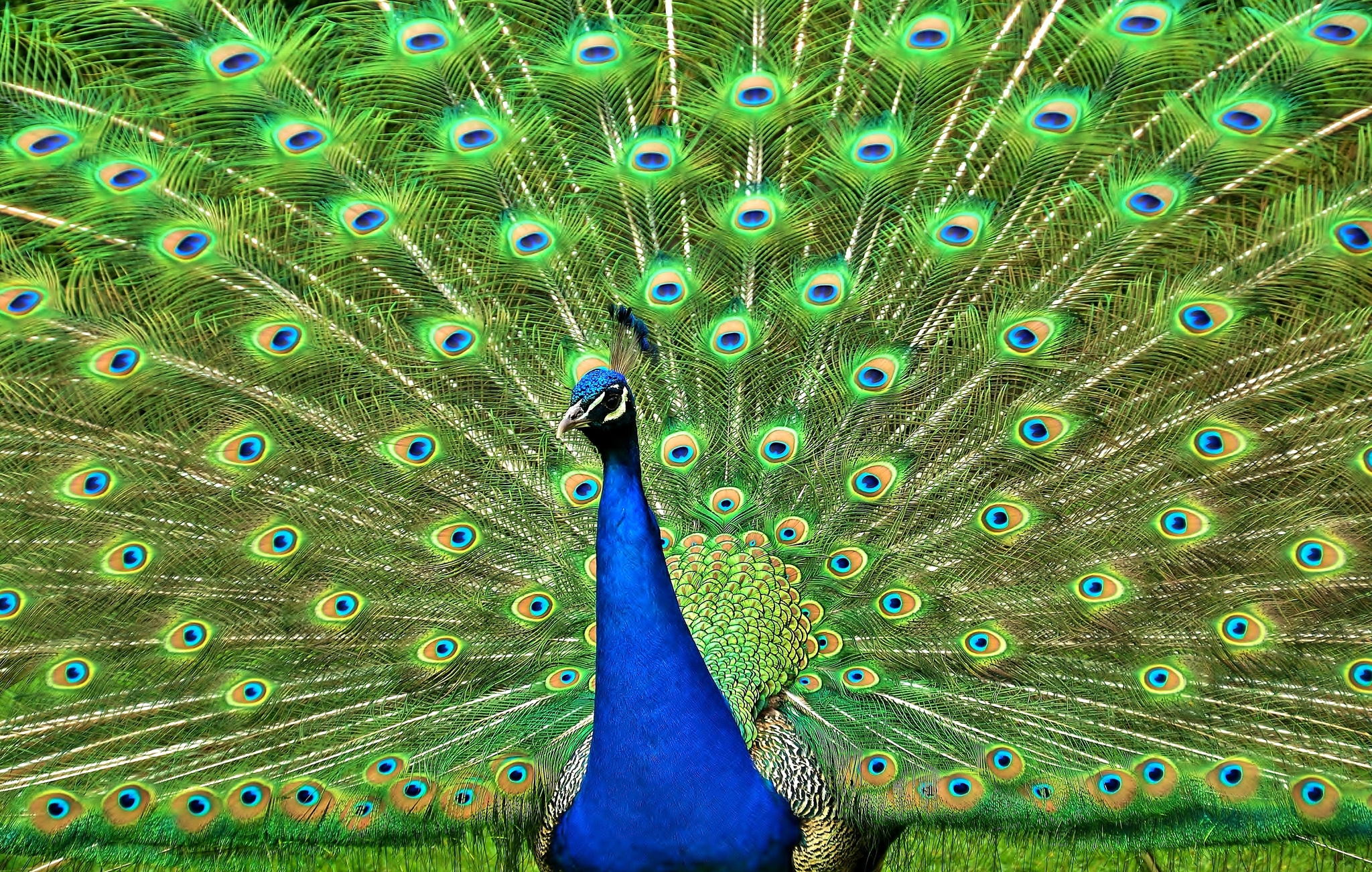 vertical wallpaper peacock, animals, bird, tail