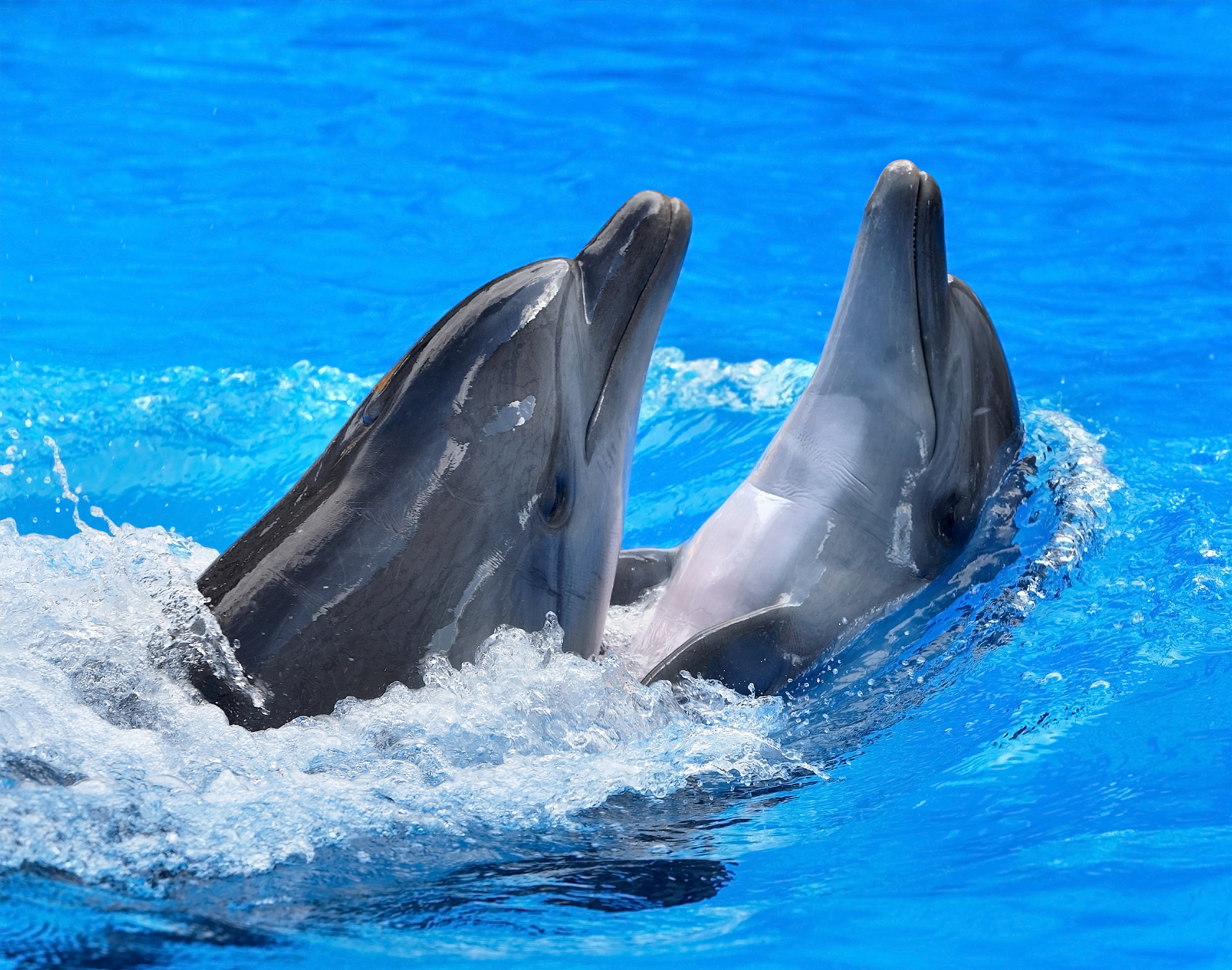 Дельфины брызги