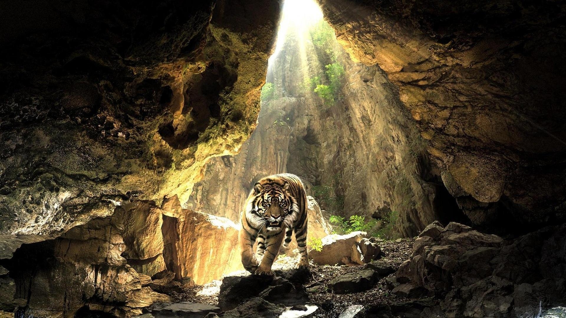 259701 Hintergrundbild herunterladen tiger, höhle, tiere, katzen - Bildschirmschoner und Bilder kostenlos