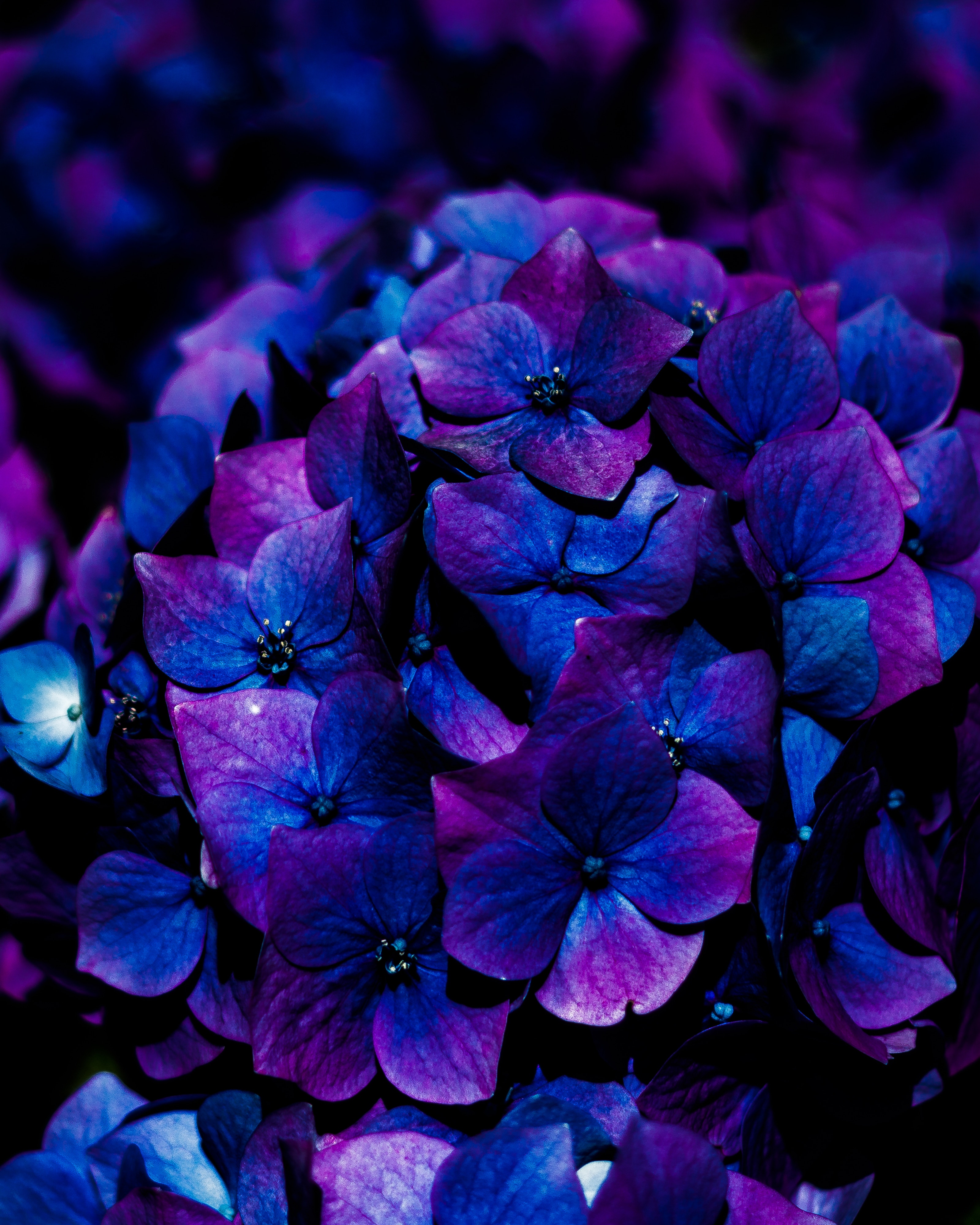 blue, flowering, bloom, flowers, hydrangea, inflorescence