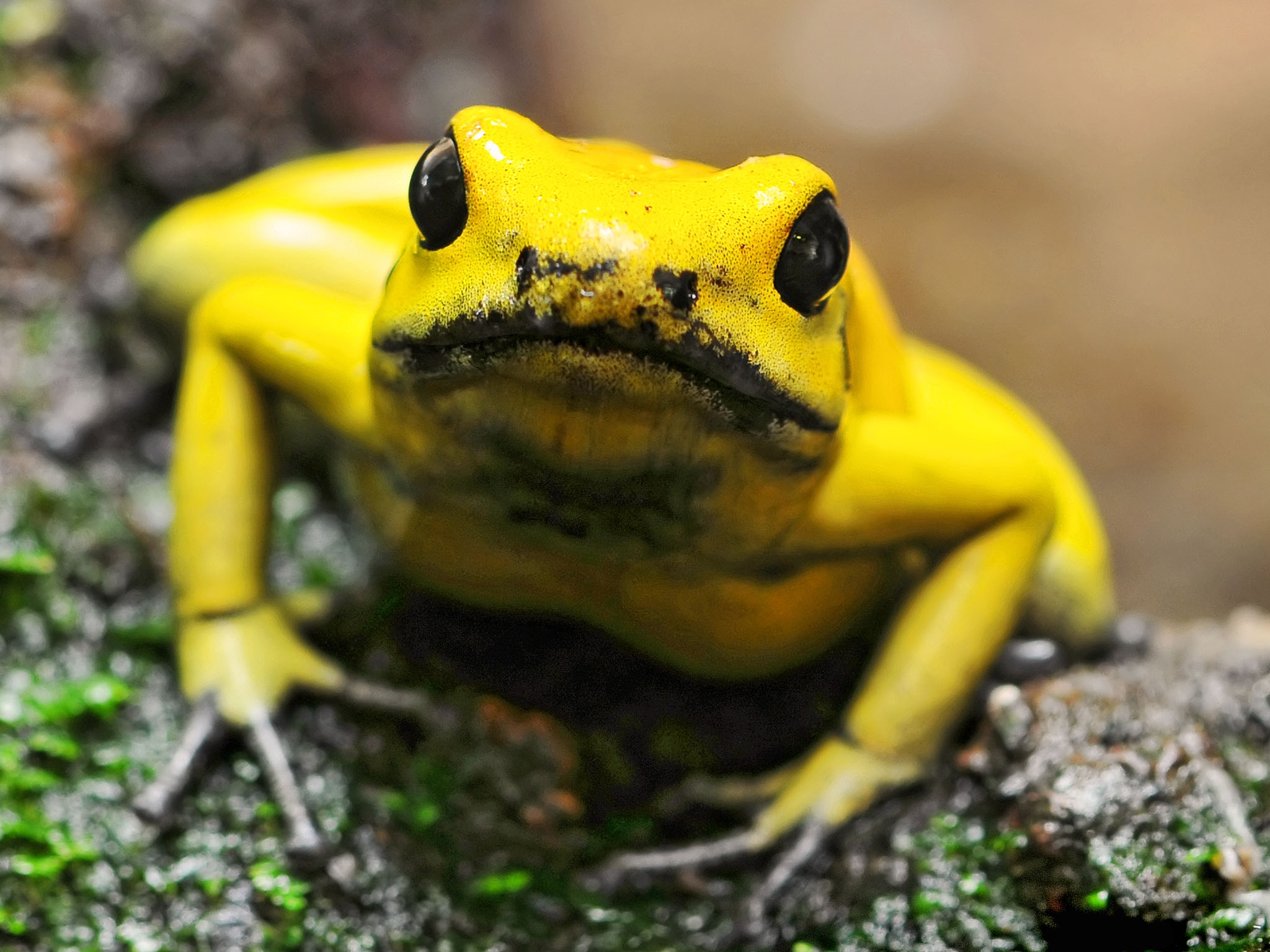 золотые жабы картинки