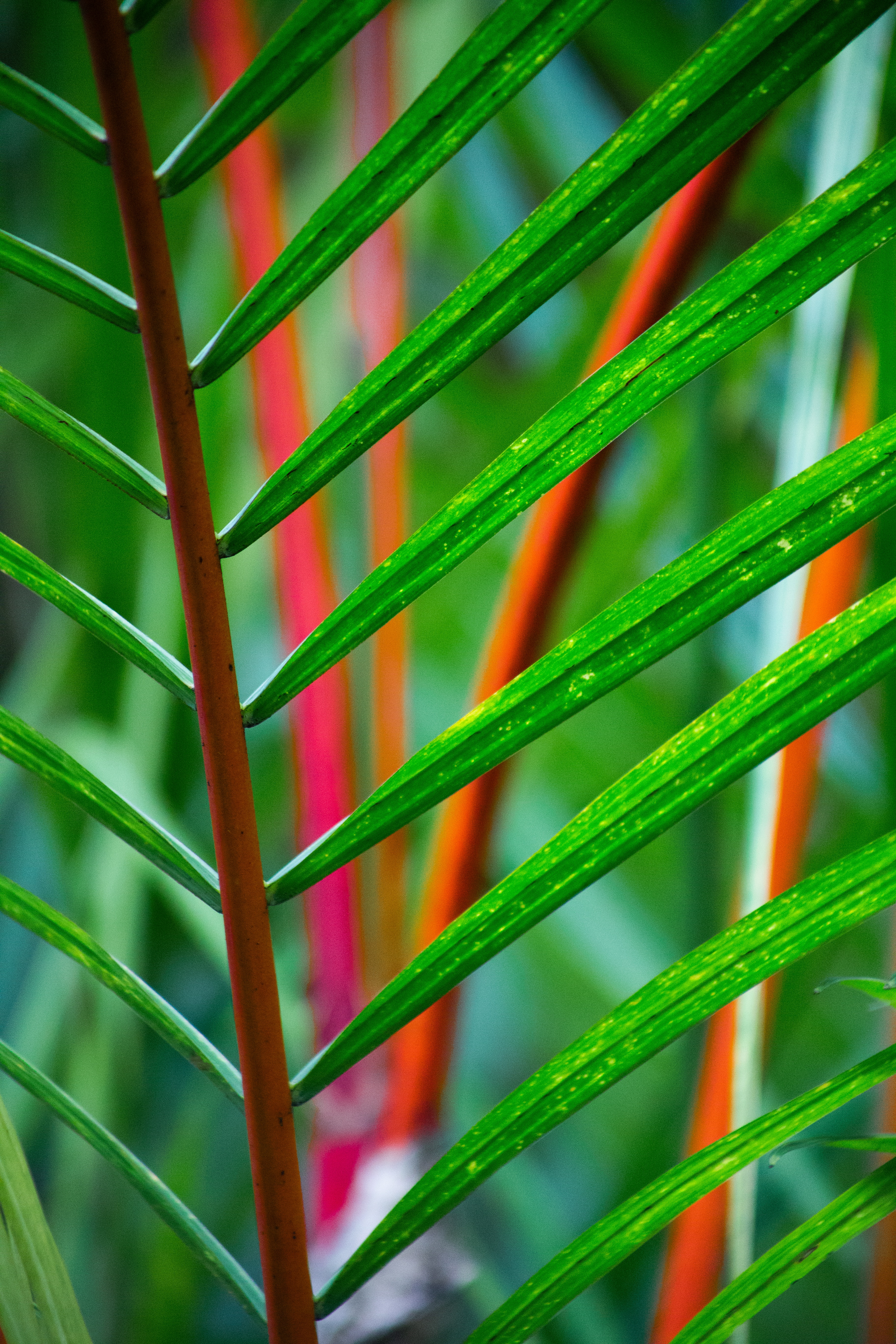 Laden Sie das Blätter, Makro, Zweig, Tropisch, Tropischen, Ast, Pflanze-Bild kostenlos auf Ihren PC-Desktop herunter