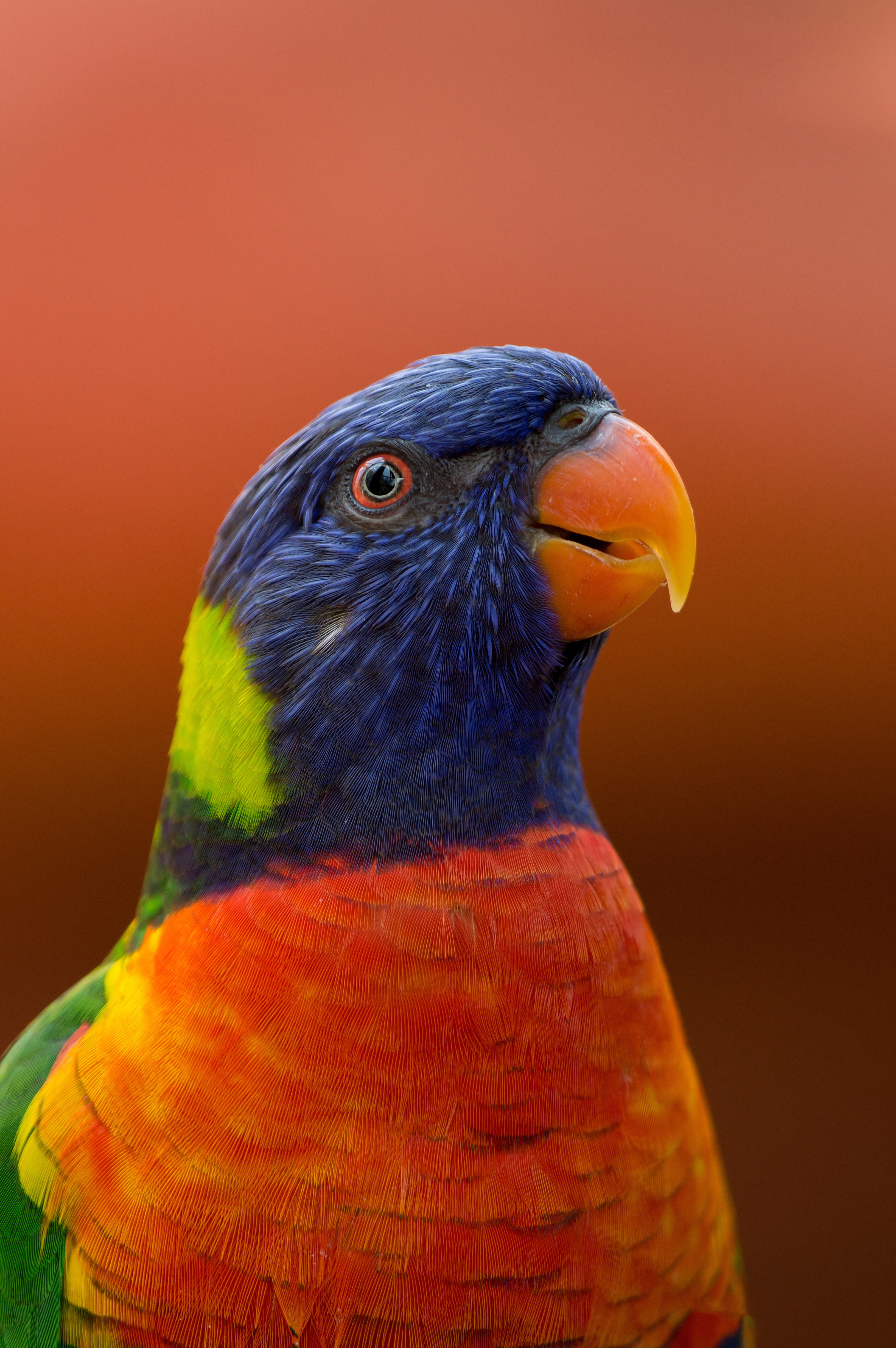 wildlife, parrots, bird, animals, beak, exotic Phone Background