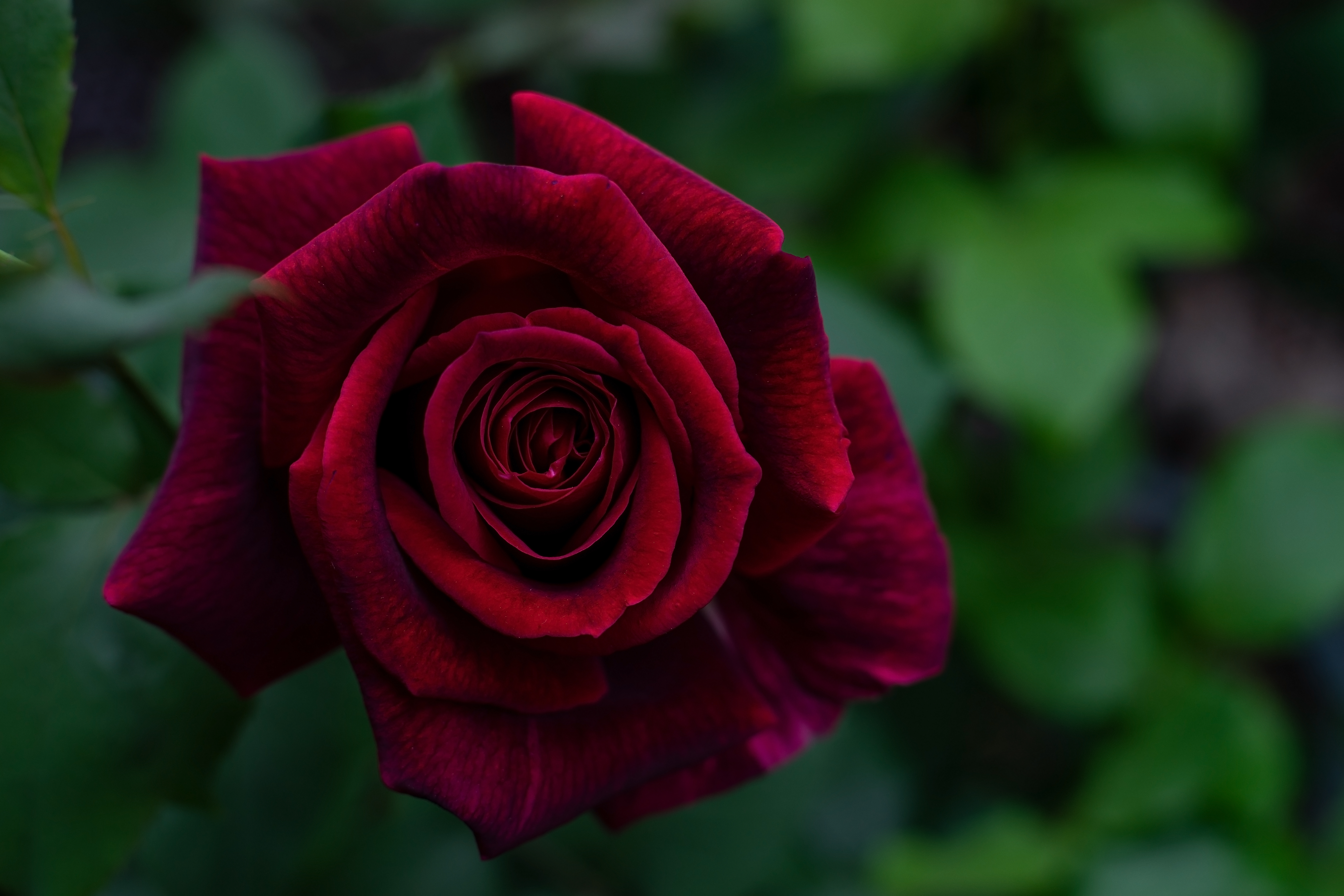 Скачати мобільні шпалери Квіти, Бутон, Брунька, Роза, Пелюстки, Троянда, Квітка безкоштовно.