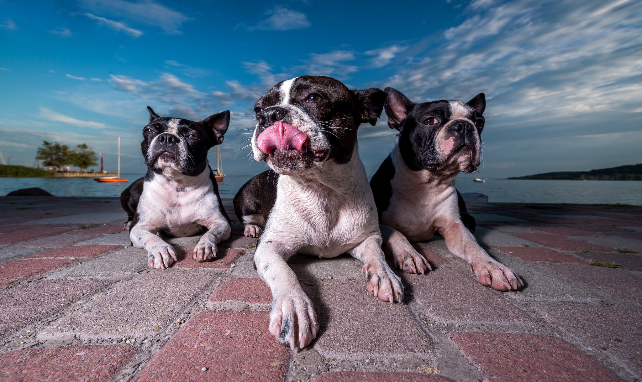 492392 télécharger l'image boston terrier, animaux, chien, chiens - fonds d'écran et économiseurs d'écran gratuits
