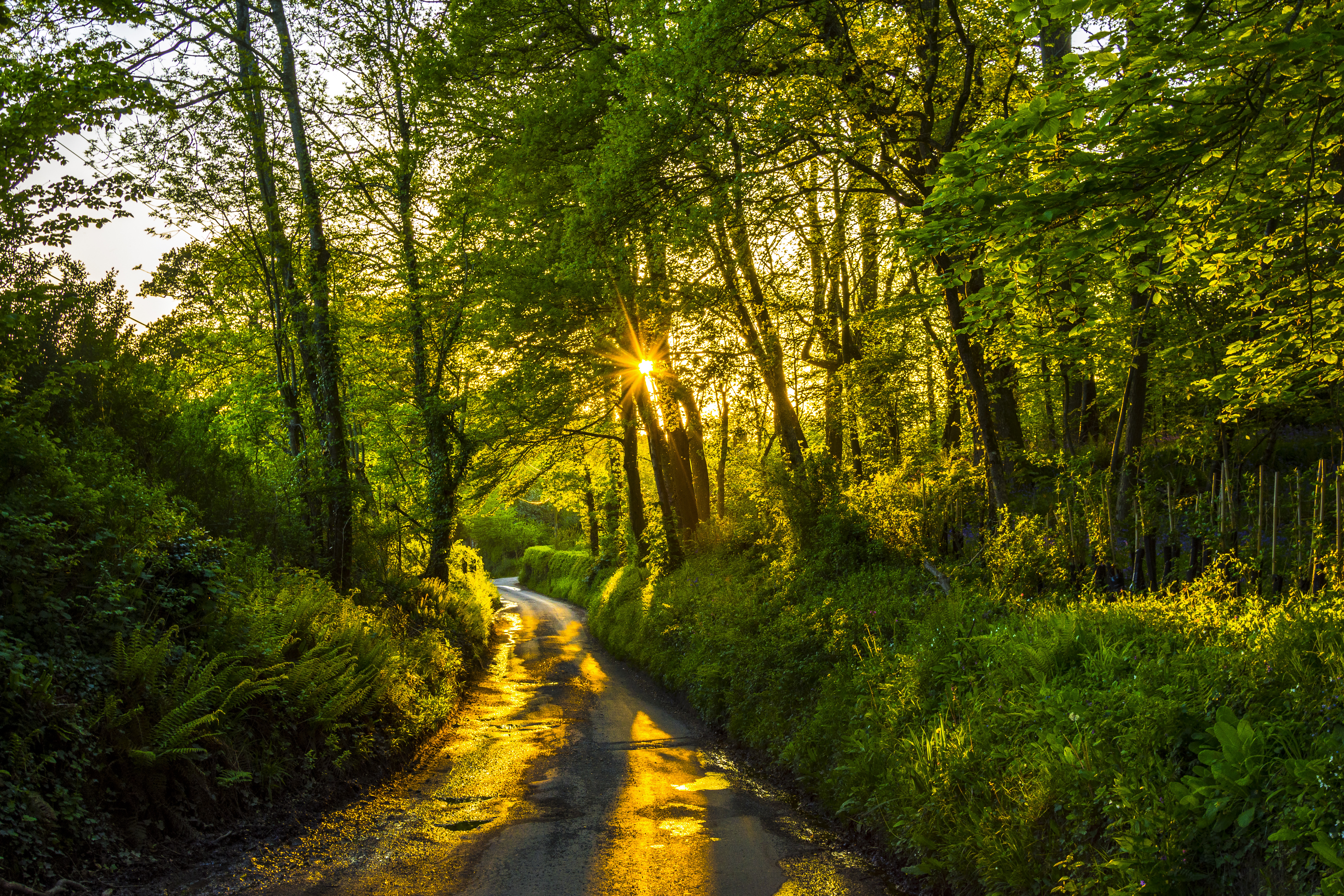 trees, nature, rays, beams, forest, path