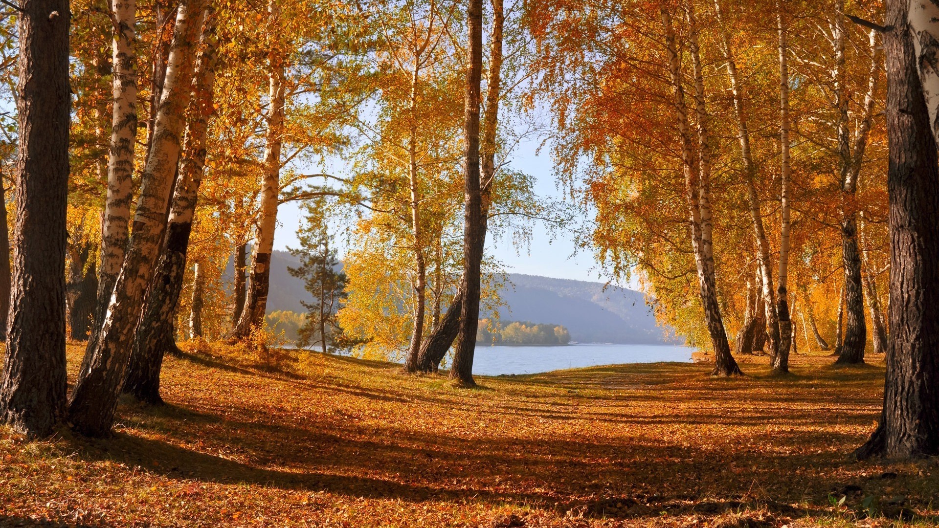 24436 завантажити шпалери пейзаж, дерева, осінь, листя, берези, помаранчевий - заставки і картинки безкоштовно