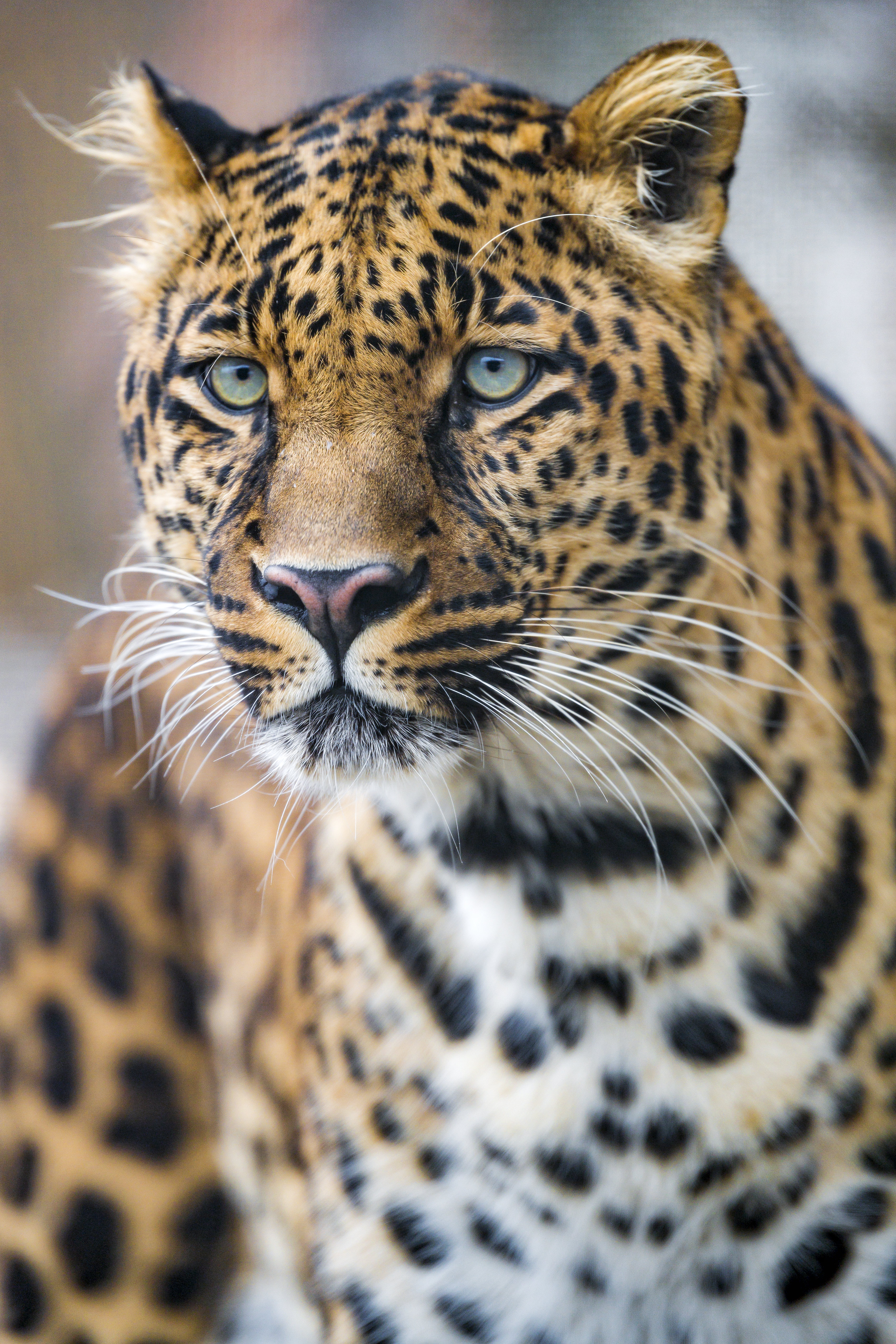 Leopard Tablet HD picture