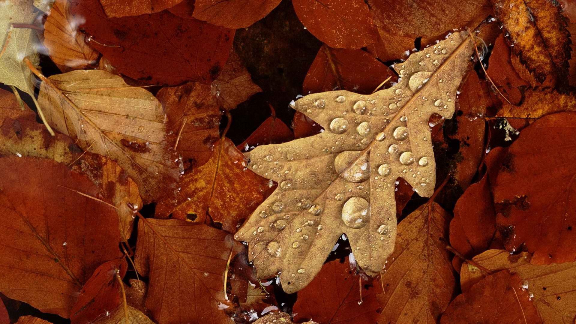autumn, leaves, drops, yellow, macro, moisture, dry 1080p