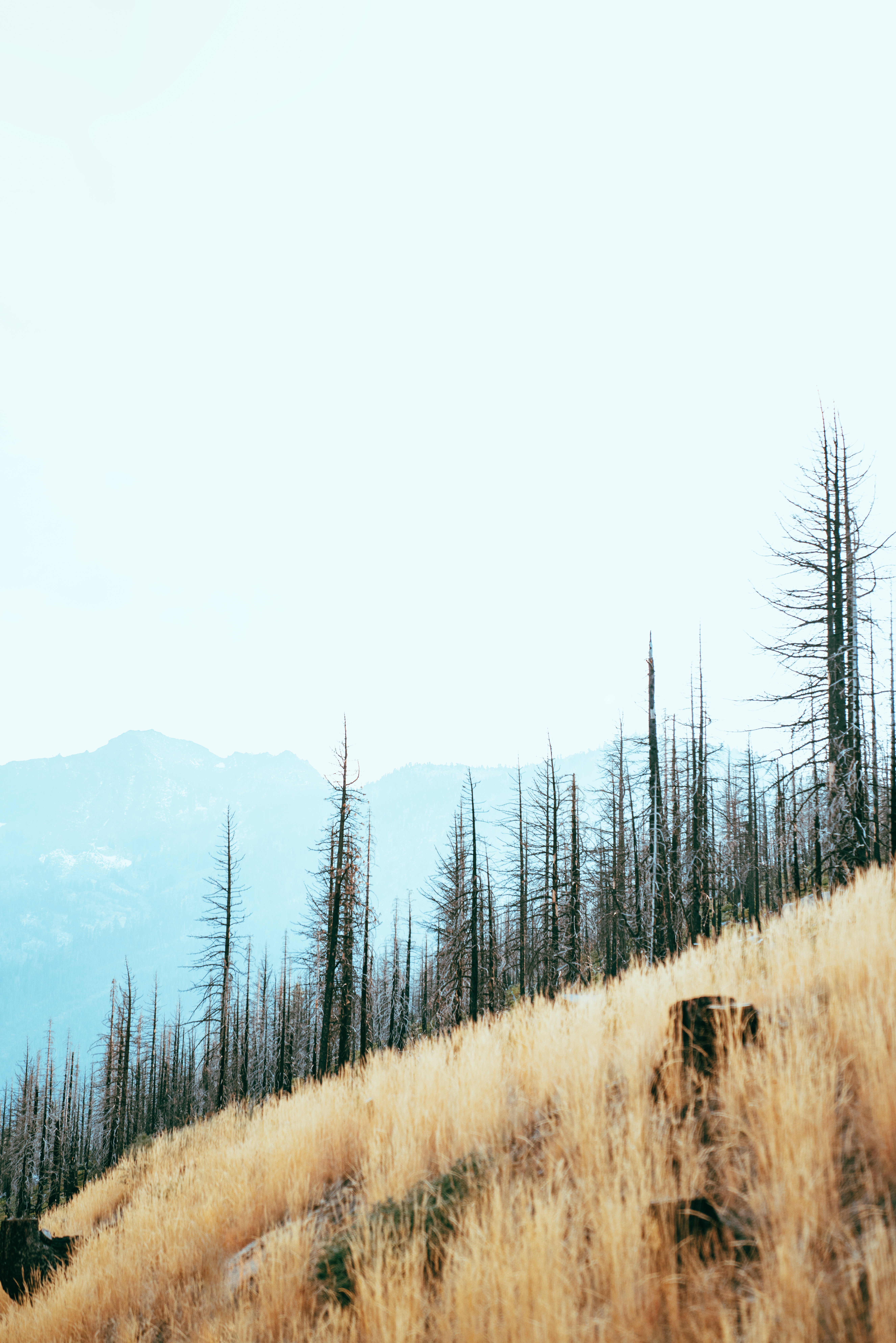 Laden Sie das Steigung, Natur, Bäume, Mountains, Landschaft-Bild kostenlos auf Ihren PC-Desktop herunter