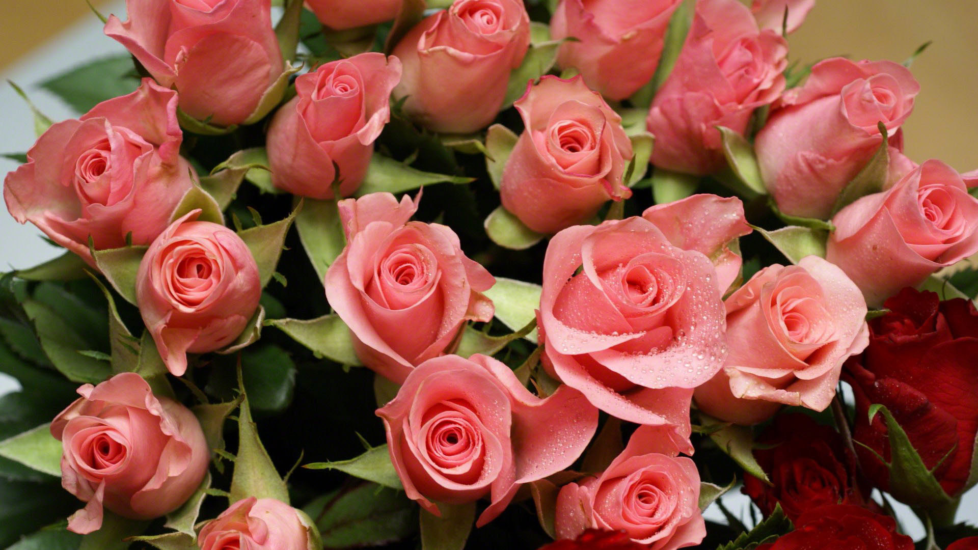 43656 скачать обои розы, цветы, красные, растения - заставки и картинки бесплатно