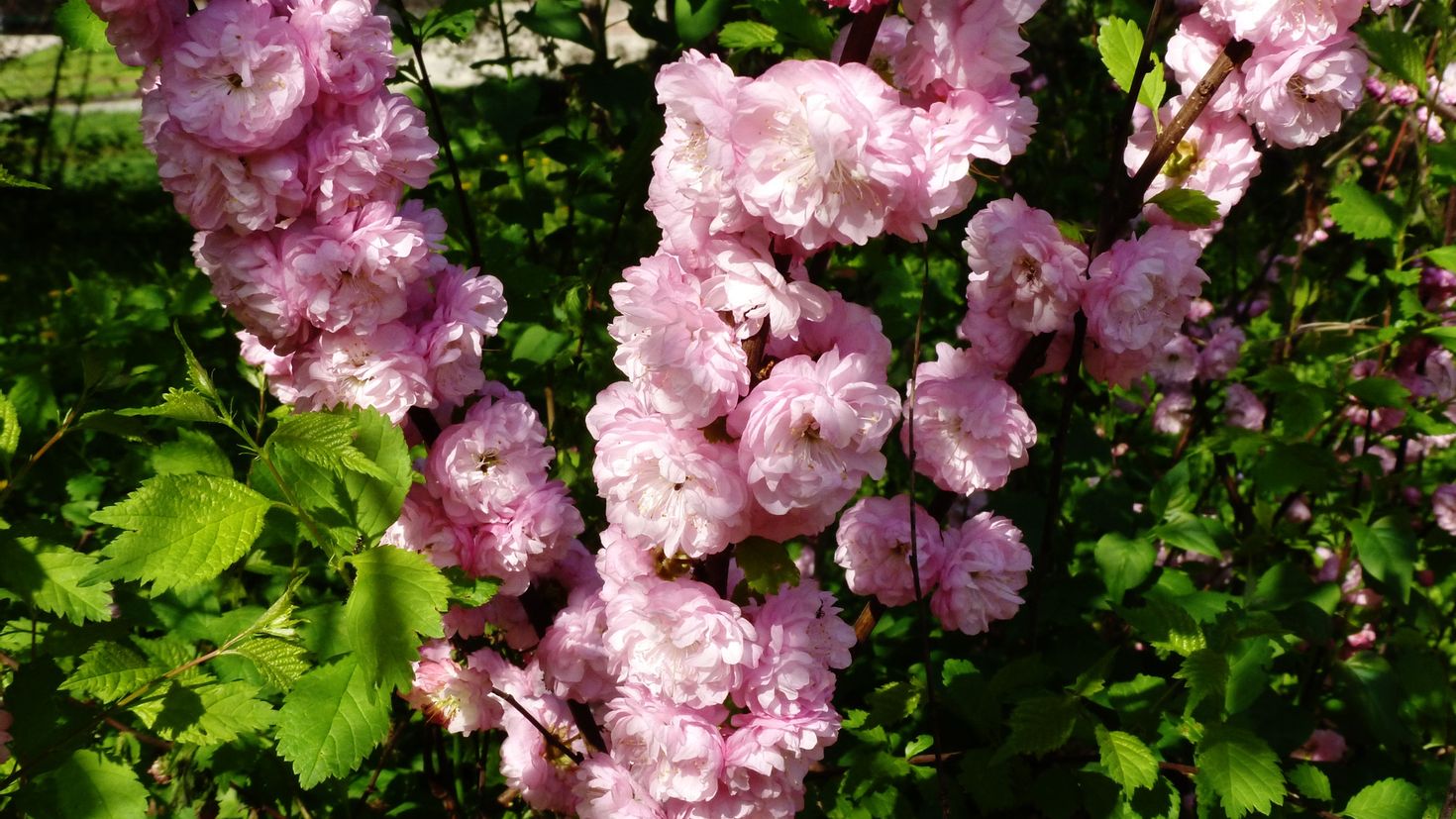 Кустарник с розовыми цветочками похожими на розочки