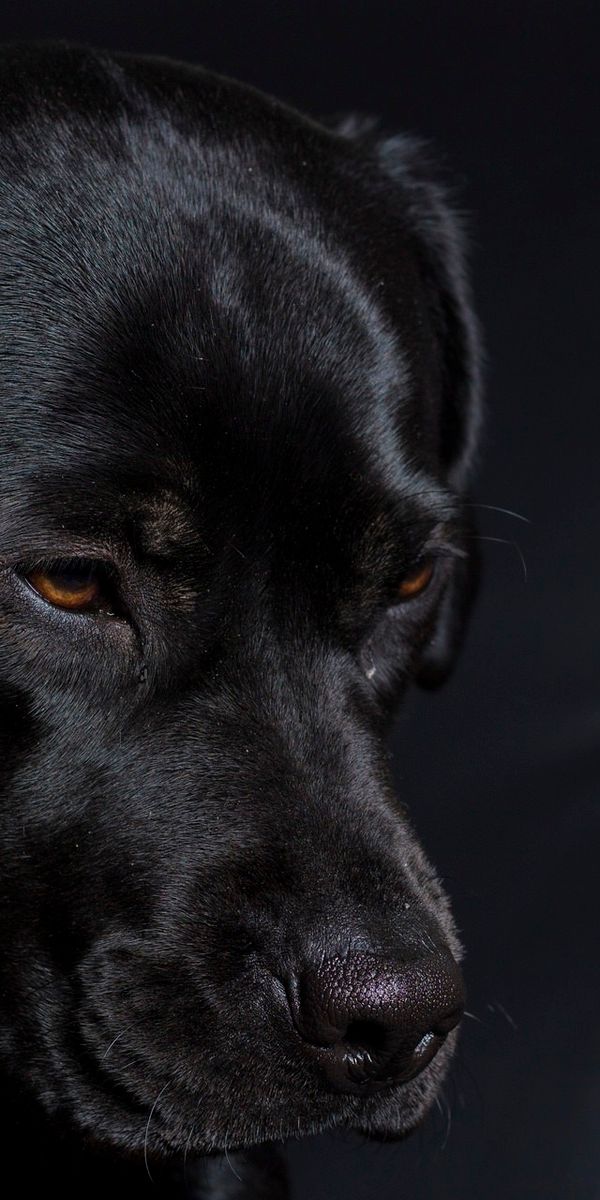 К чему снится собака черная большая добрая. Черные собаки. Собака с черной мордой. Черная собака с желтыми глазами. Чёрный пёс.