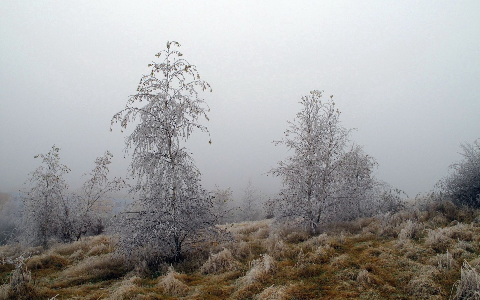 Laden Sie das Natur, Bäume, Grass, Nebel, Rauhreif, Oktober, Frost-Bild kostenlos auf Ihren PC-Desktop herunter