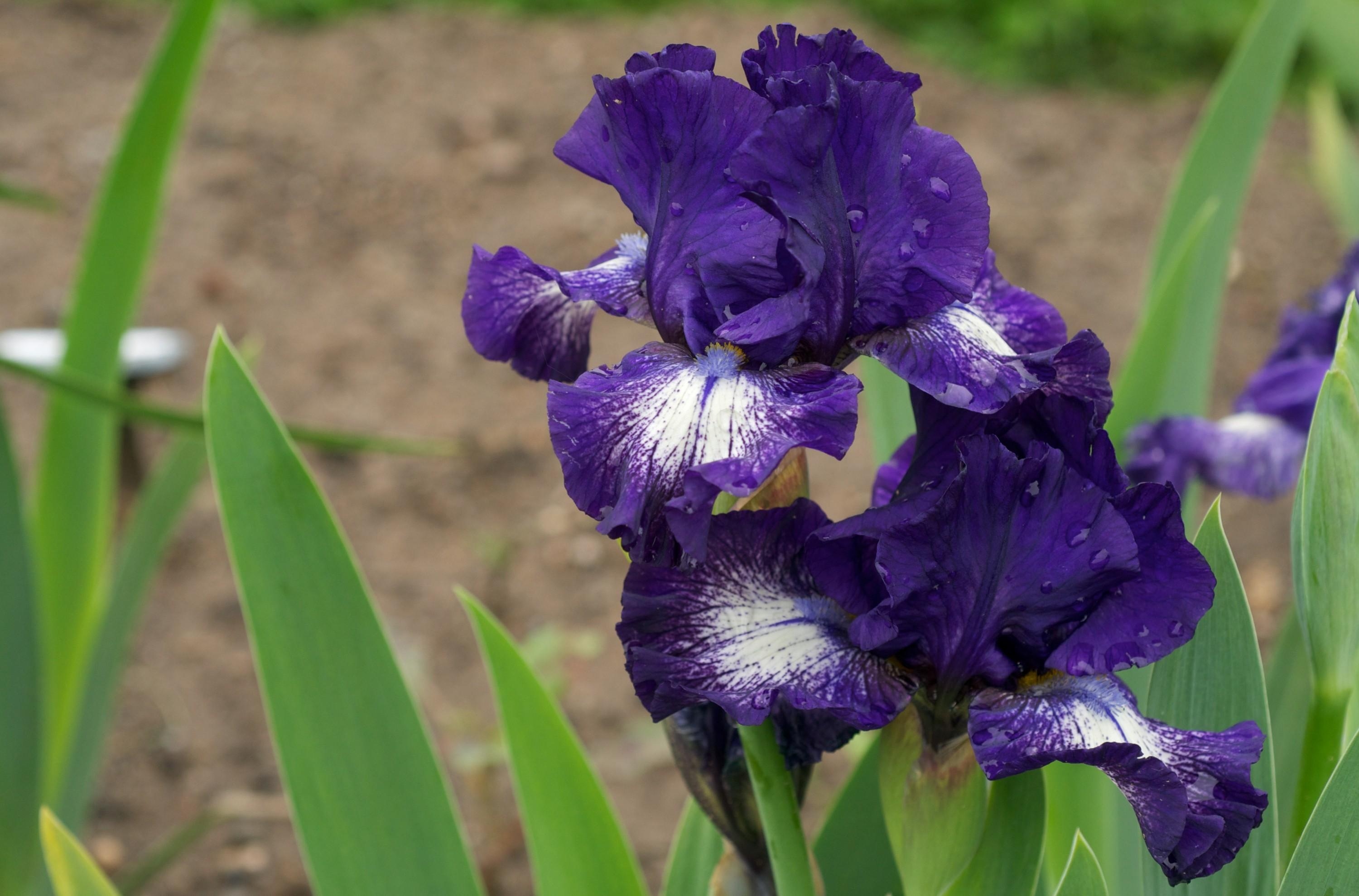 flowers, drops, flower bed, flowerbed, irises, sharpness wallpapers for tablet
