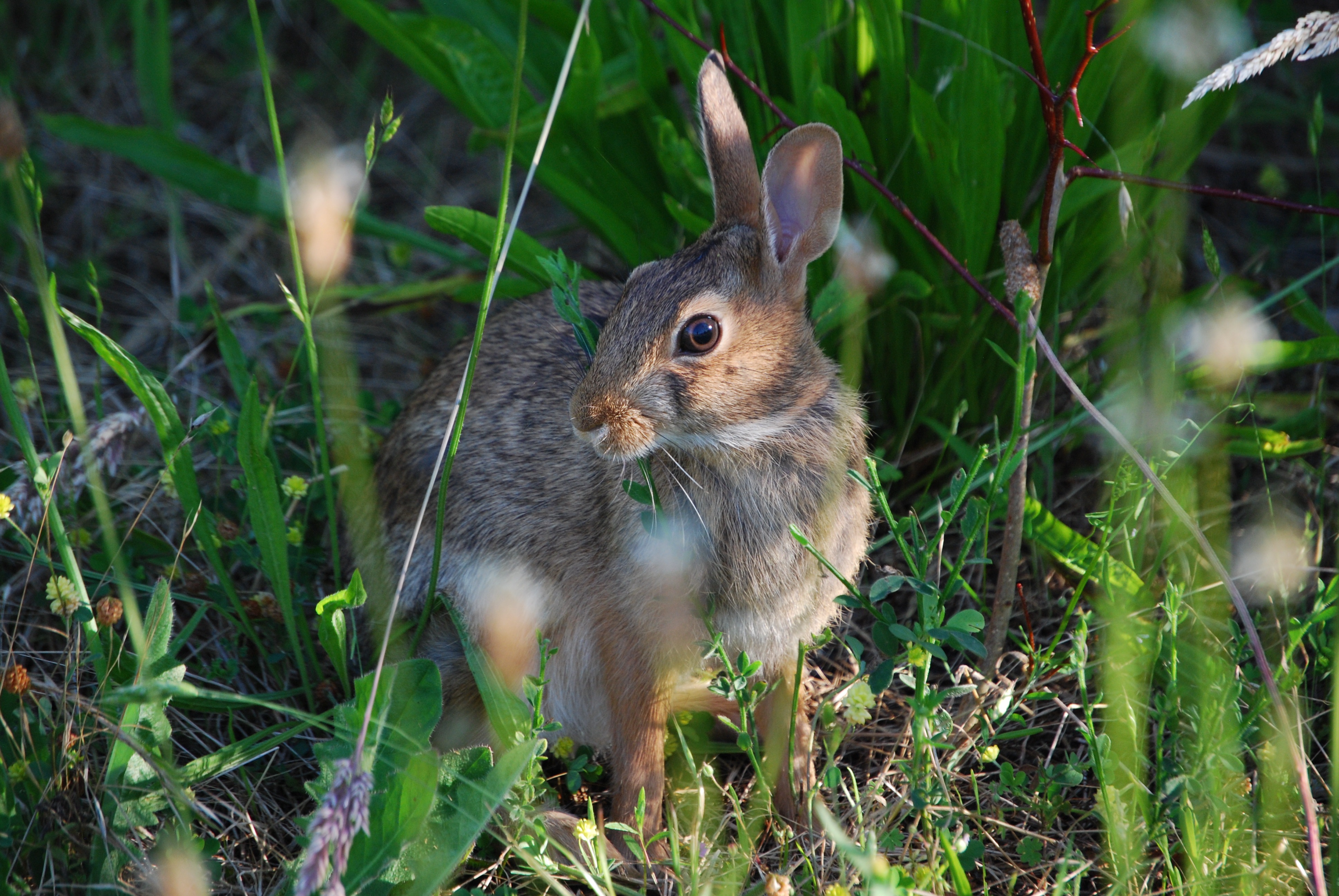 Заяц в траве