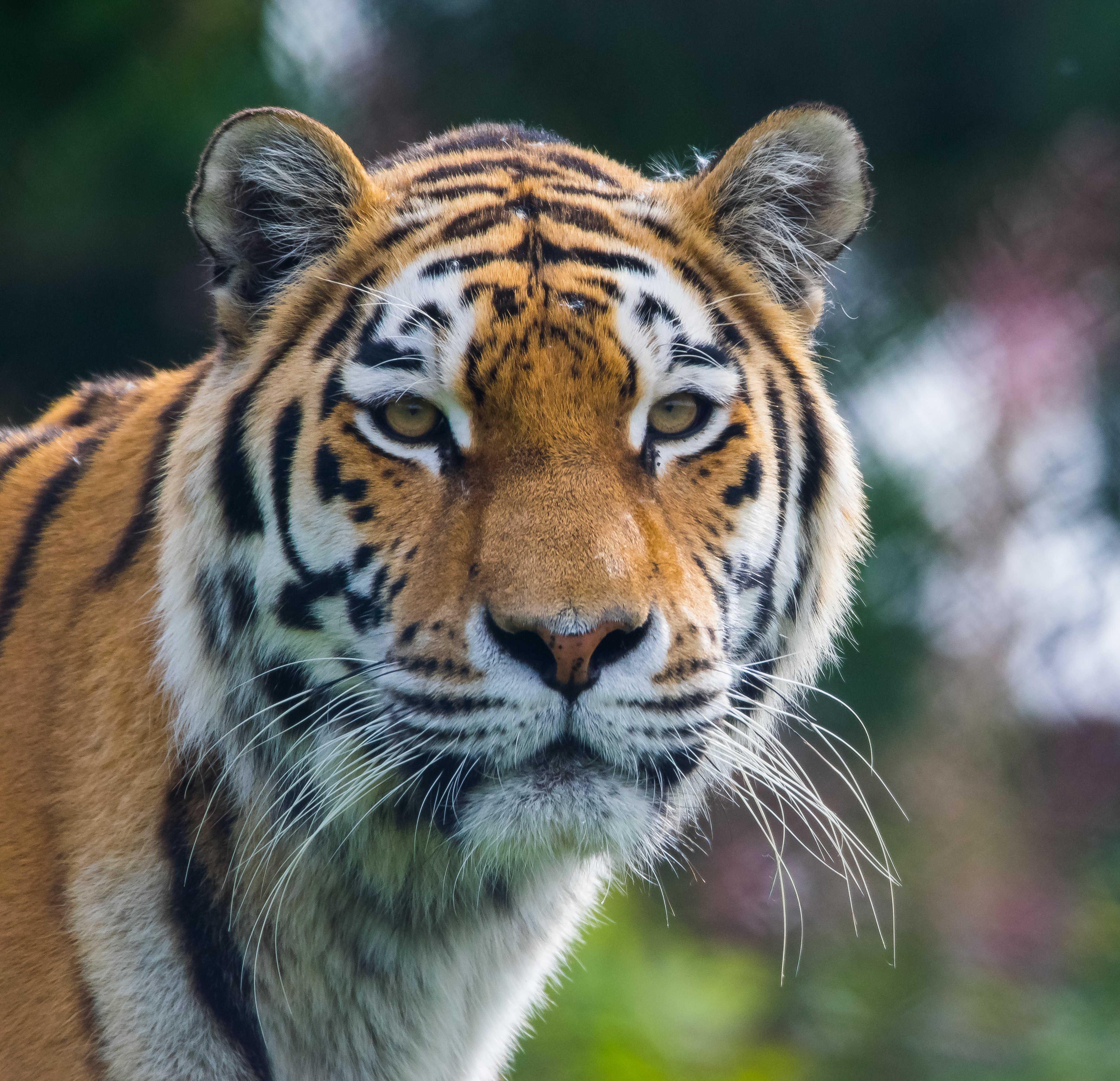 Download mobile wallpaper Animals, Predator, Animal, Big Cat, Tiger for free.