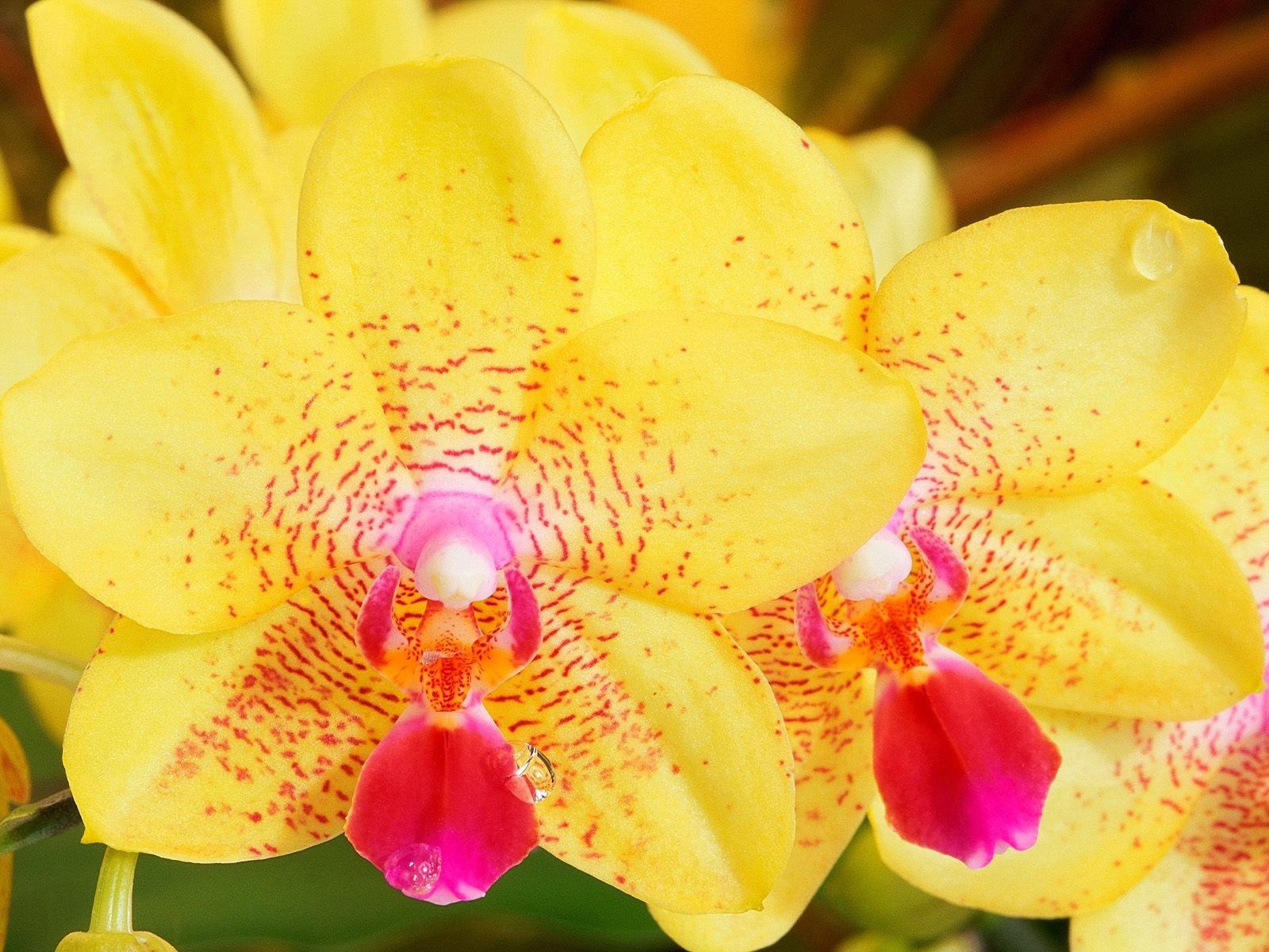 133523 Bild herunterladen blume, makro, streifen, orchidee, orchid - Hintergrundbilder und Bildschirmschoner kostenlos