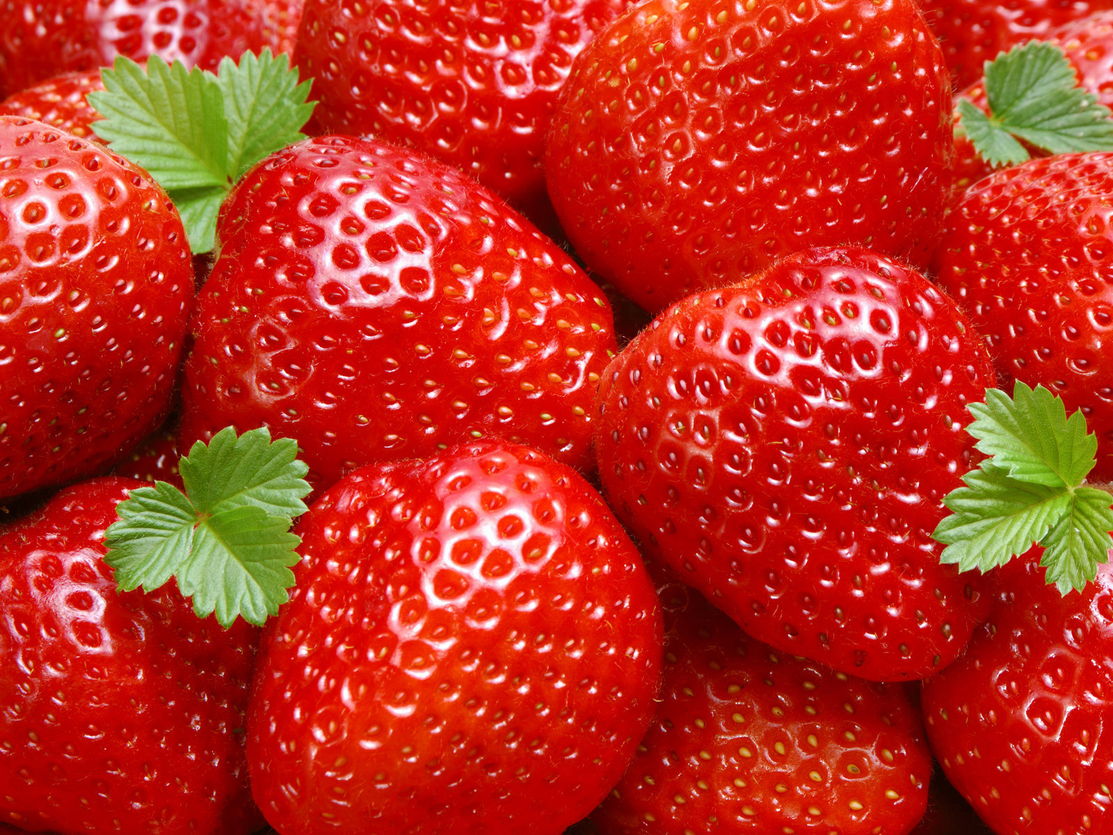 Fruit strawberry. Клубника Вивальди. Клубника Машенька. Земляника Флеуретта. Земляника Садовая Вивальди.