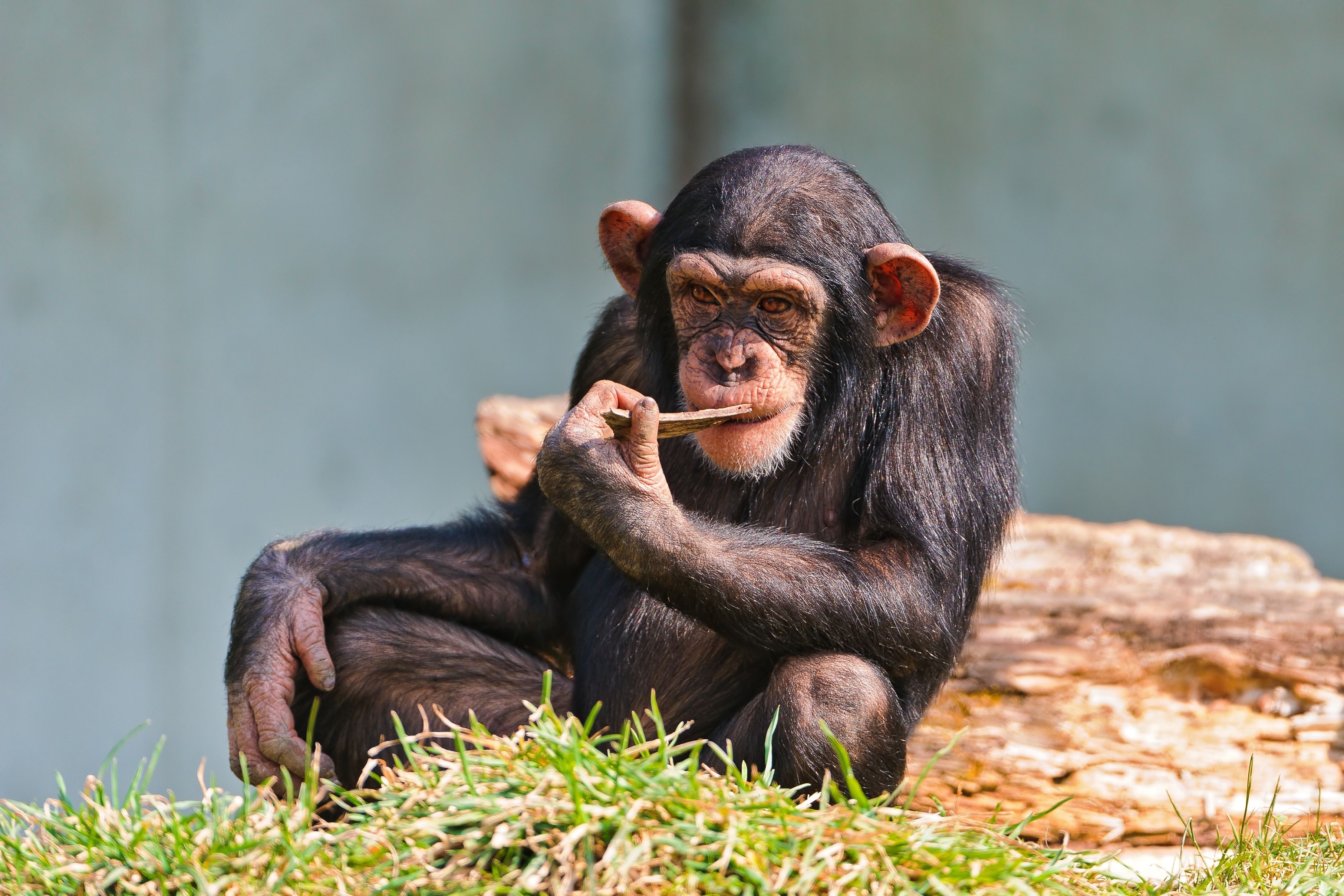 283024 завантажити шпалери тварина, шимпанзе, мавпи - заставки і картинки безкоштовно