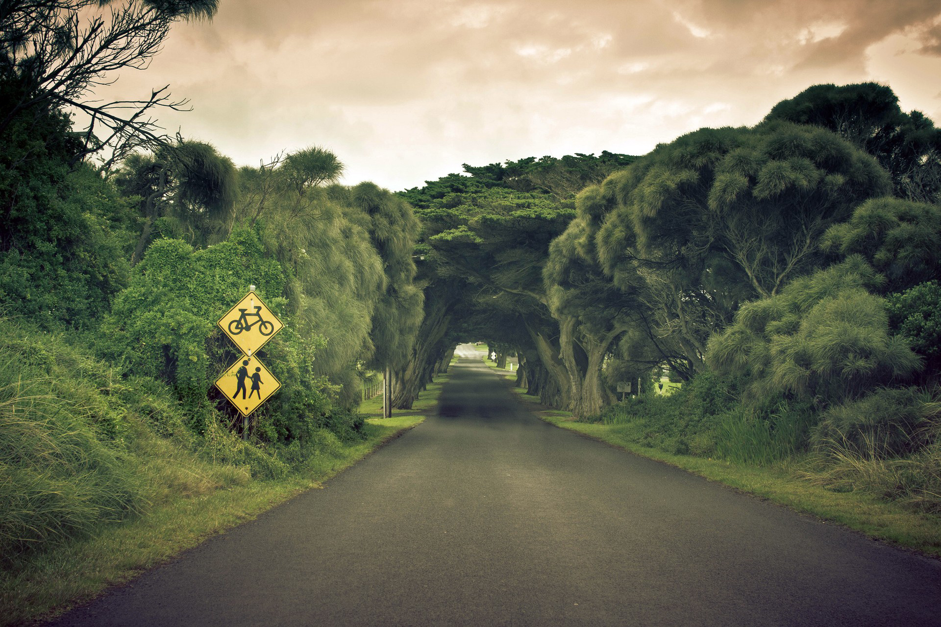 tree, sign, man made, road, australia, cloud, tunnel download HD wallpaper