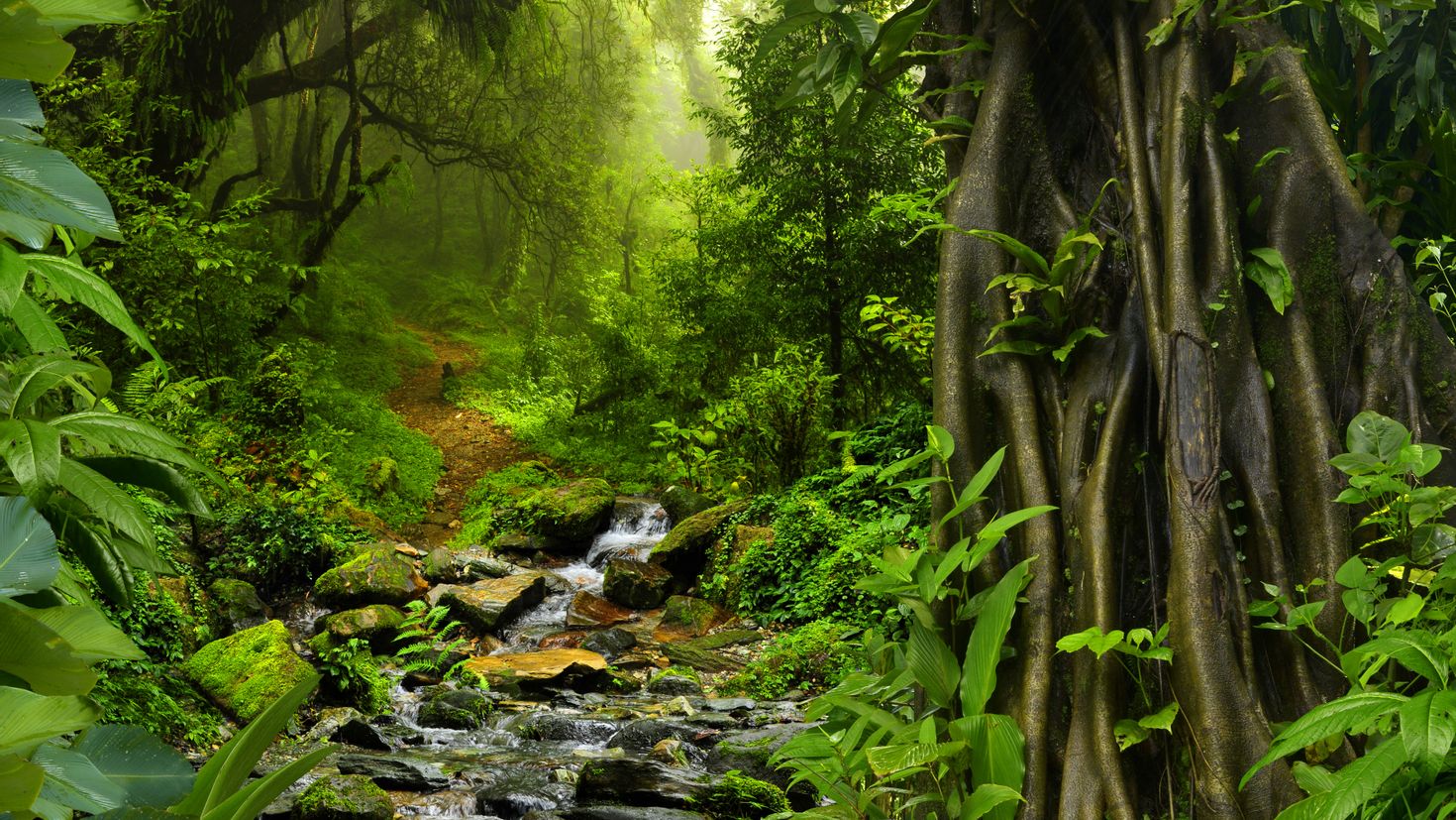 Jungle download. Тропические джунгли Тайланд. Тропический лес. Природа джунгли. Тропики лес.
