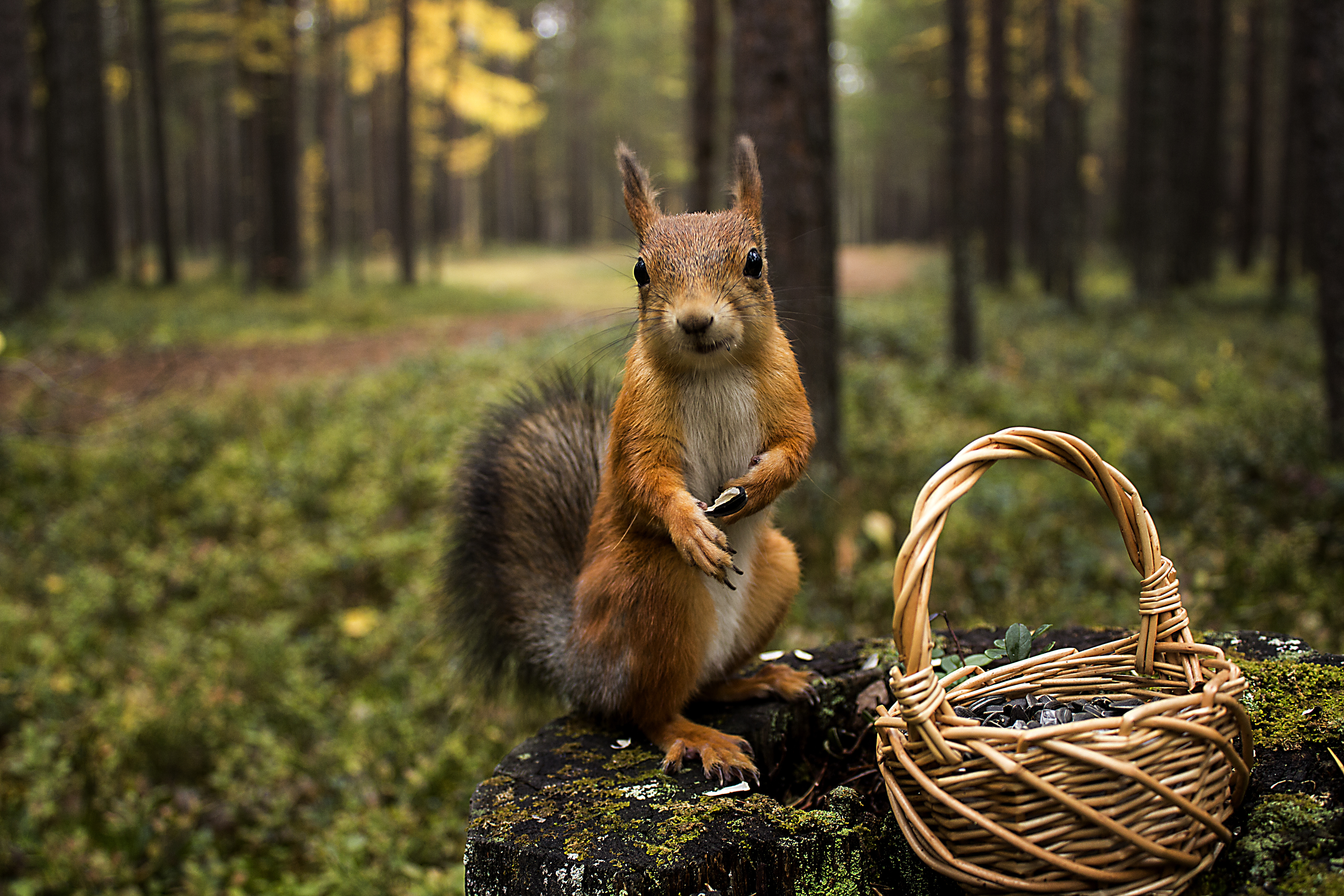 animals, squirrel, grass, summer, greens, basket 4K