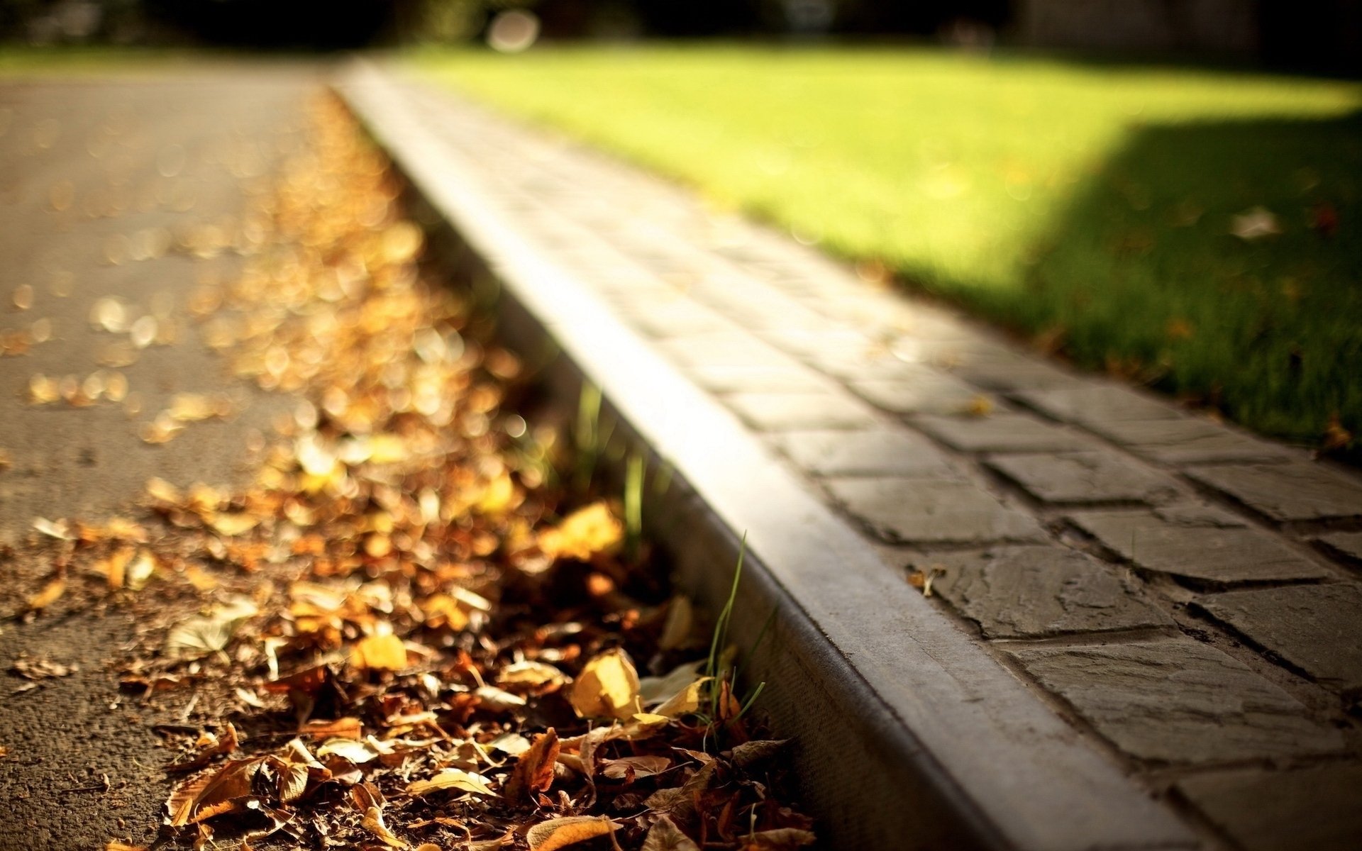 photography, sidewalk, leaf