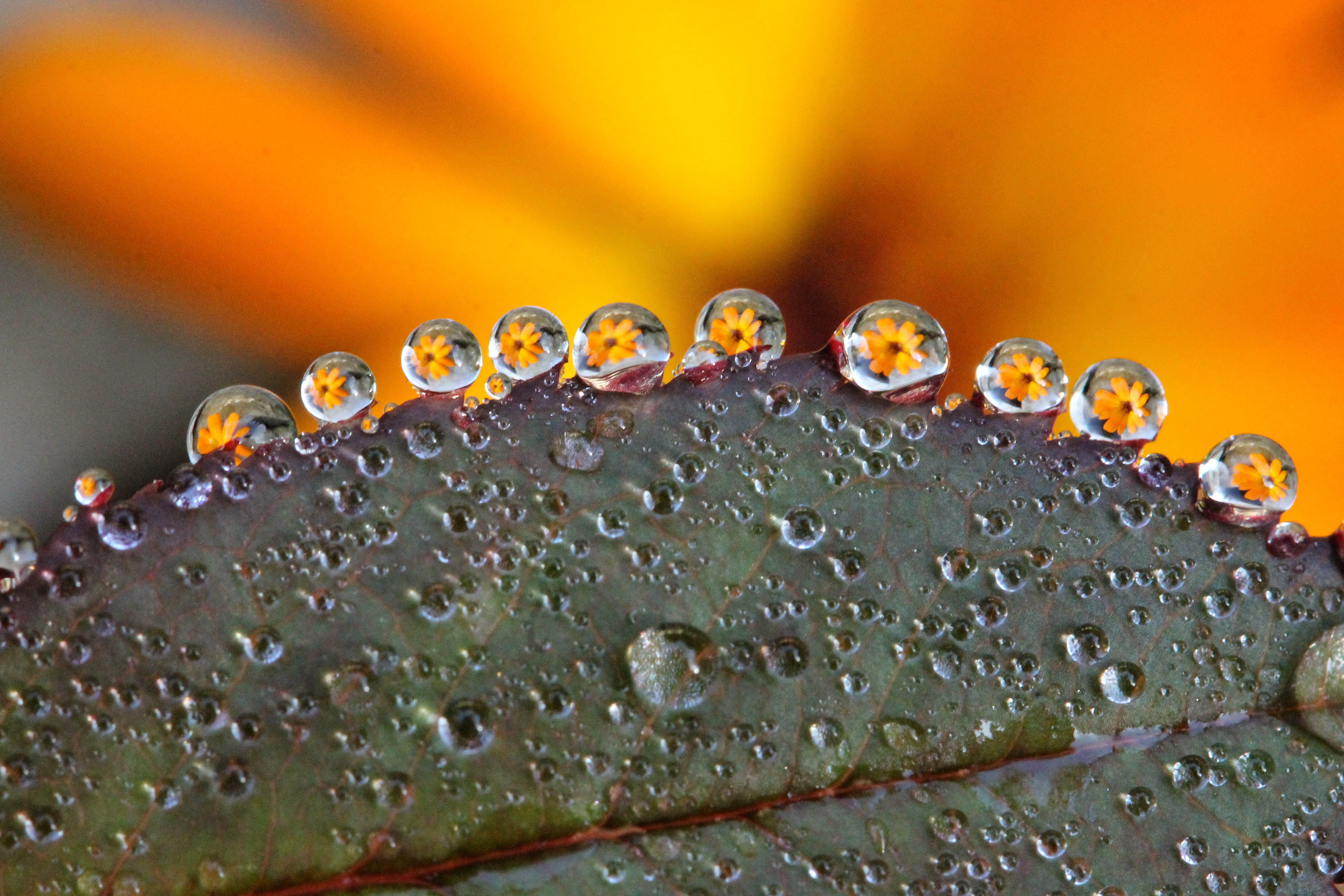 Download mobile wallpaper Drops, Dew, Reflection, Sheet, Leaf, Flowers, Macro for free.