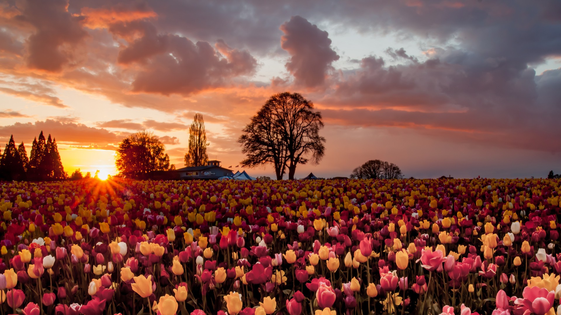 Тюльпановое поле Голландия закат