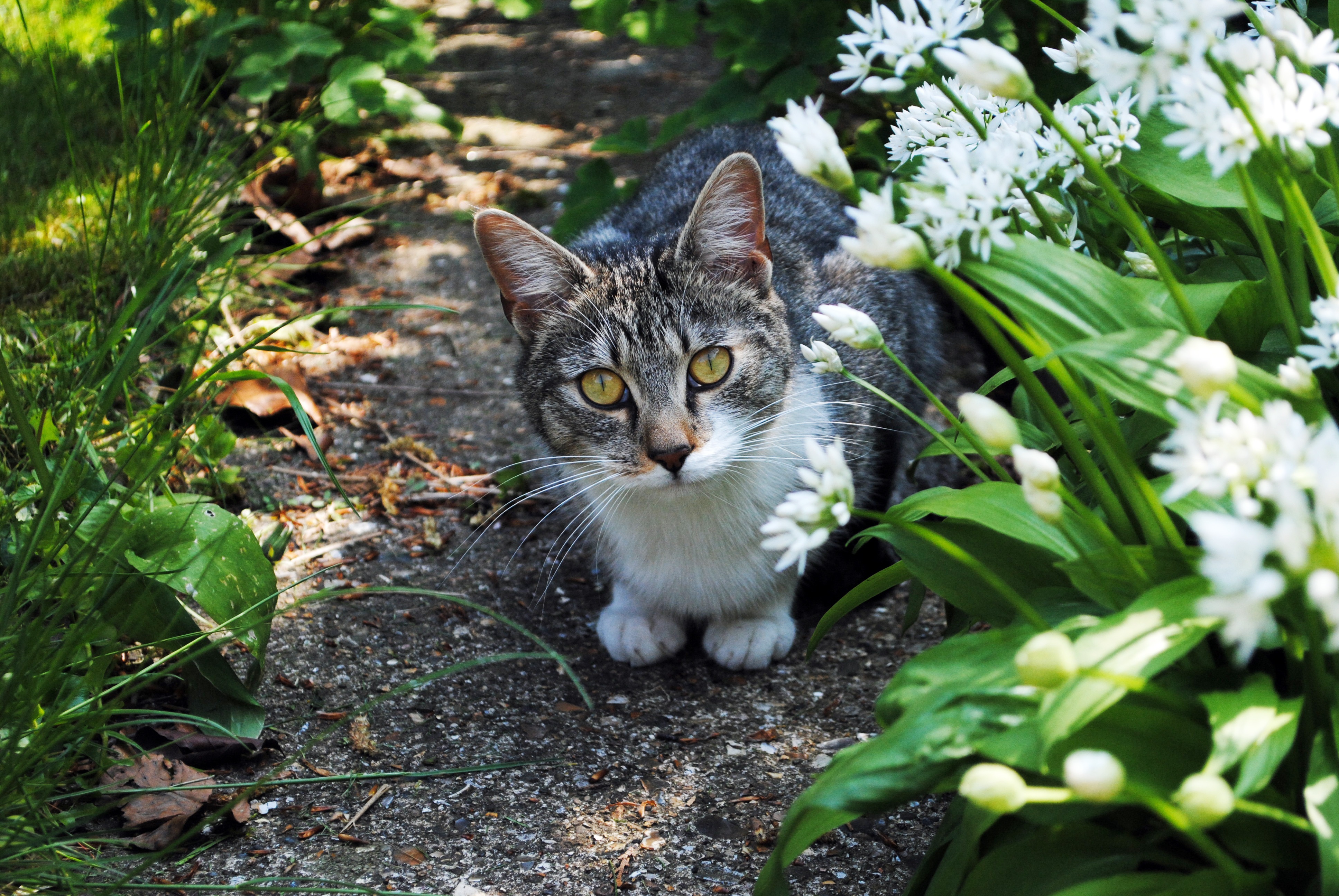 Кошки и котята улицы. Кошка в саду. Коты на природе. Кот серый. Трава для кошек.