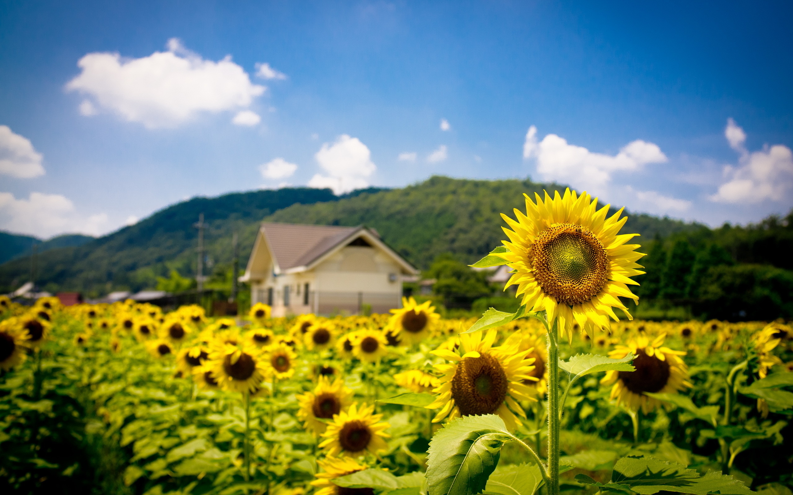 Sunflower wallpaper. Кубань горы и поля с подсолнухами. Поля подсолнухов Житомир. Поле с подсолнухами. Лето Подсолнухи.