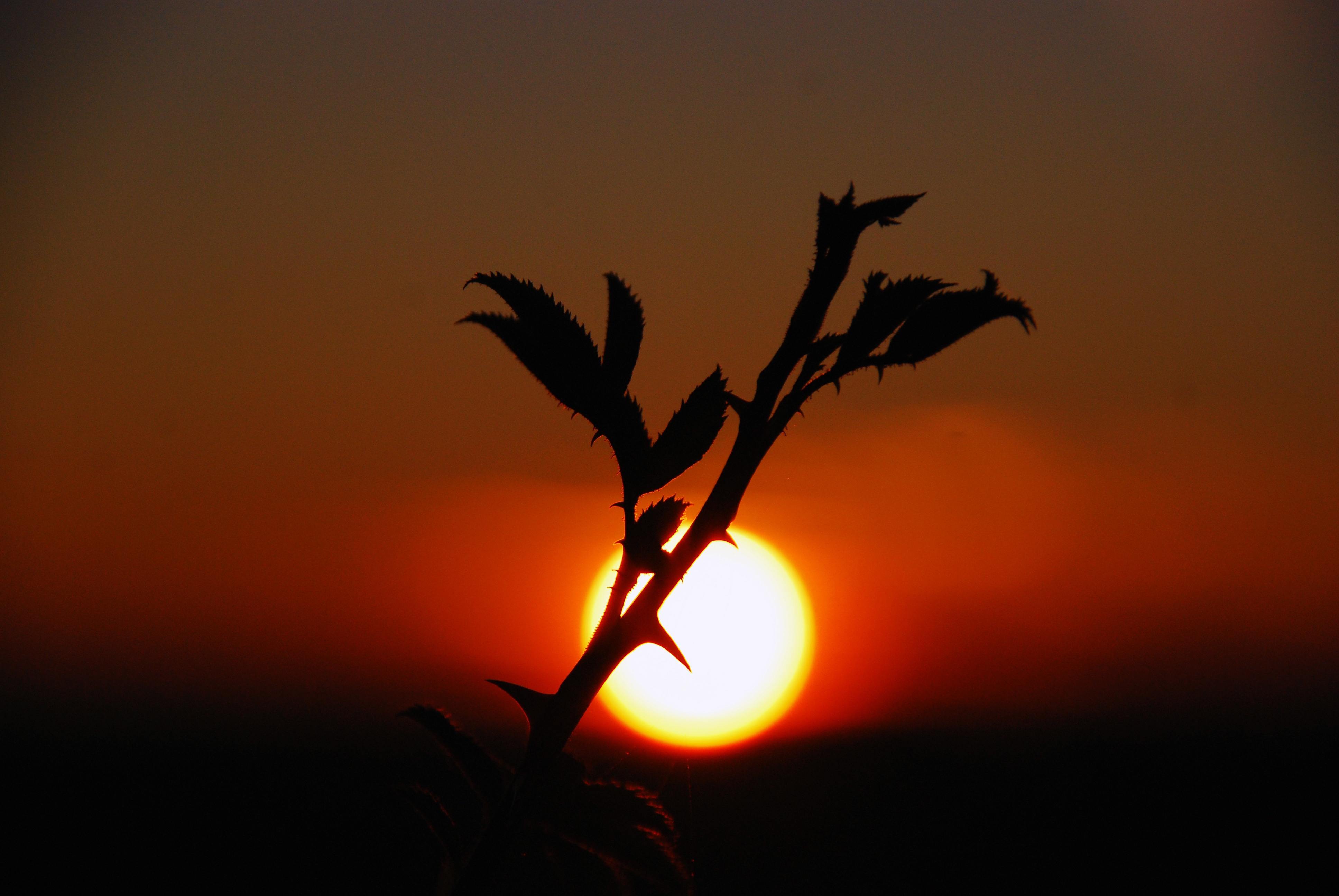 Laden Sie das Pflanze, Sky, Natur, Sunset, Dunkel-Bild kostenlos auf Ihren PC-Desktop herunter