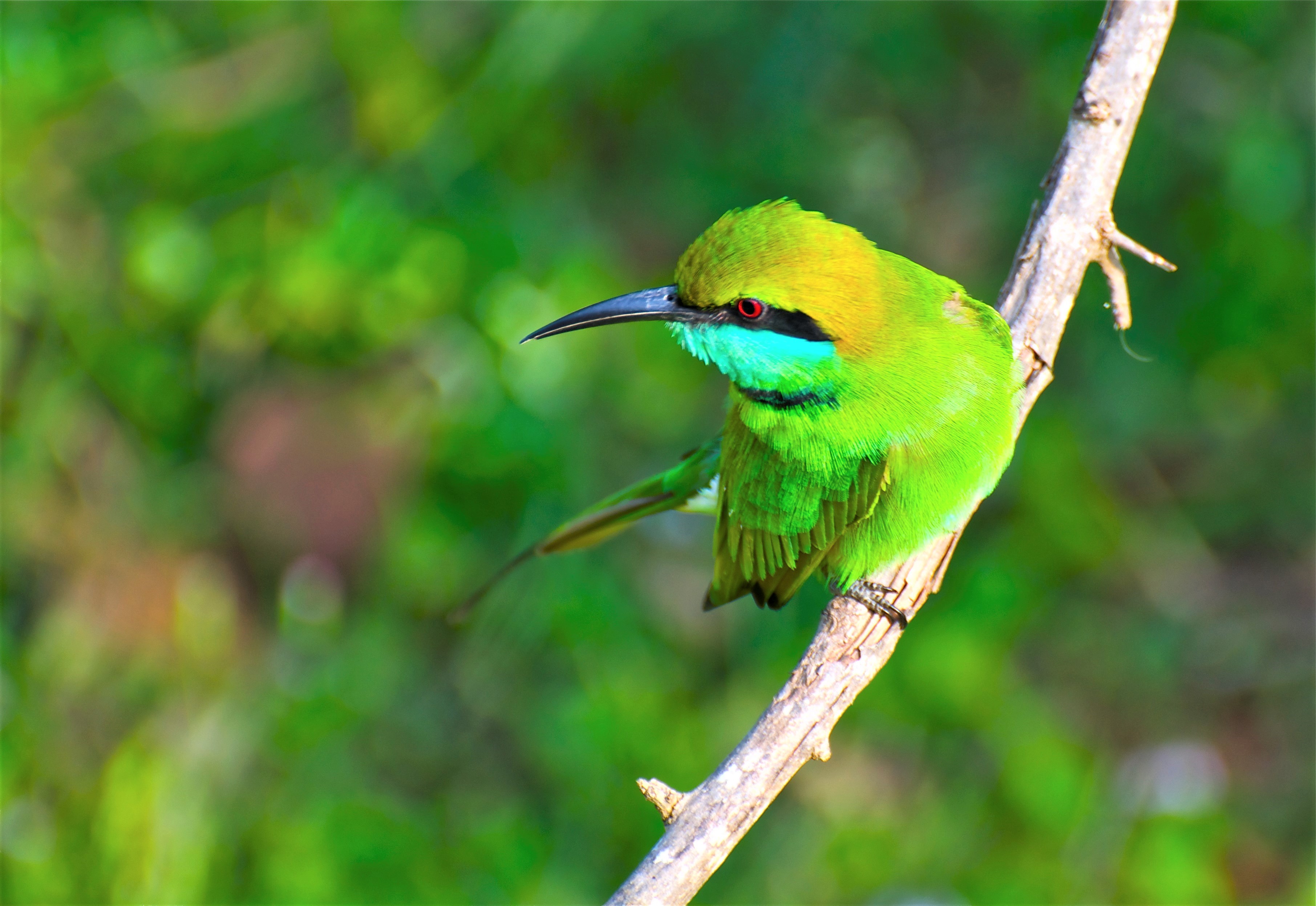 Птица с зеленым оперением. Зеленый пчелоед. Геншин птица зеленая. Птица с зеленой спинкой. Птичка с салатовой спинкой.