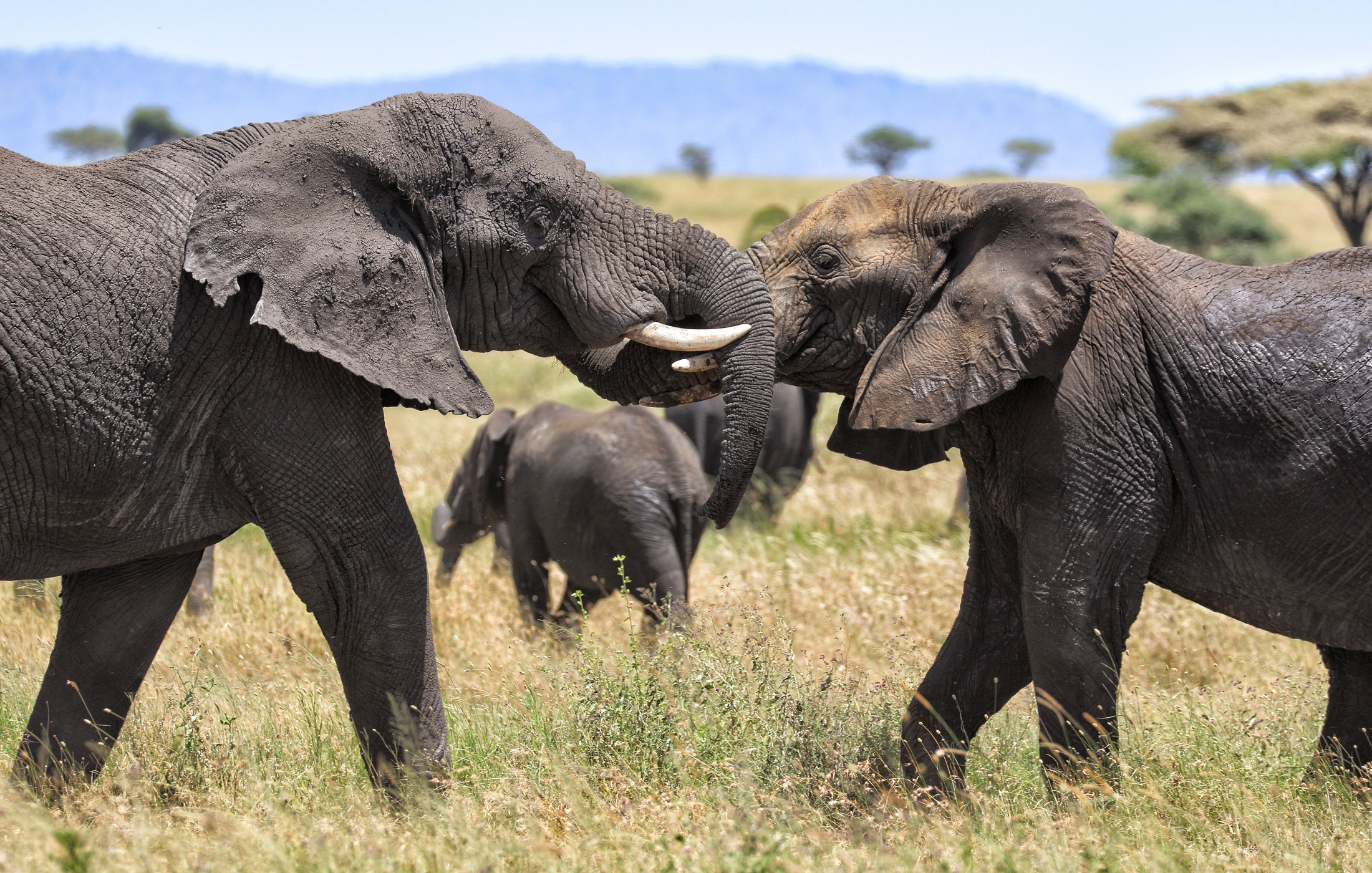 Elephant friends. Африканский слон фото. Животные слон игра. Afrikanskii Slon. Foto. Дружба со слоном.